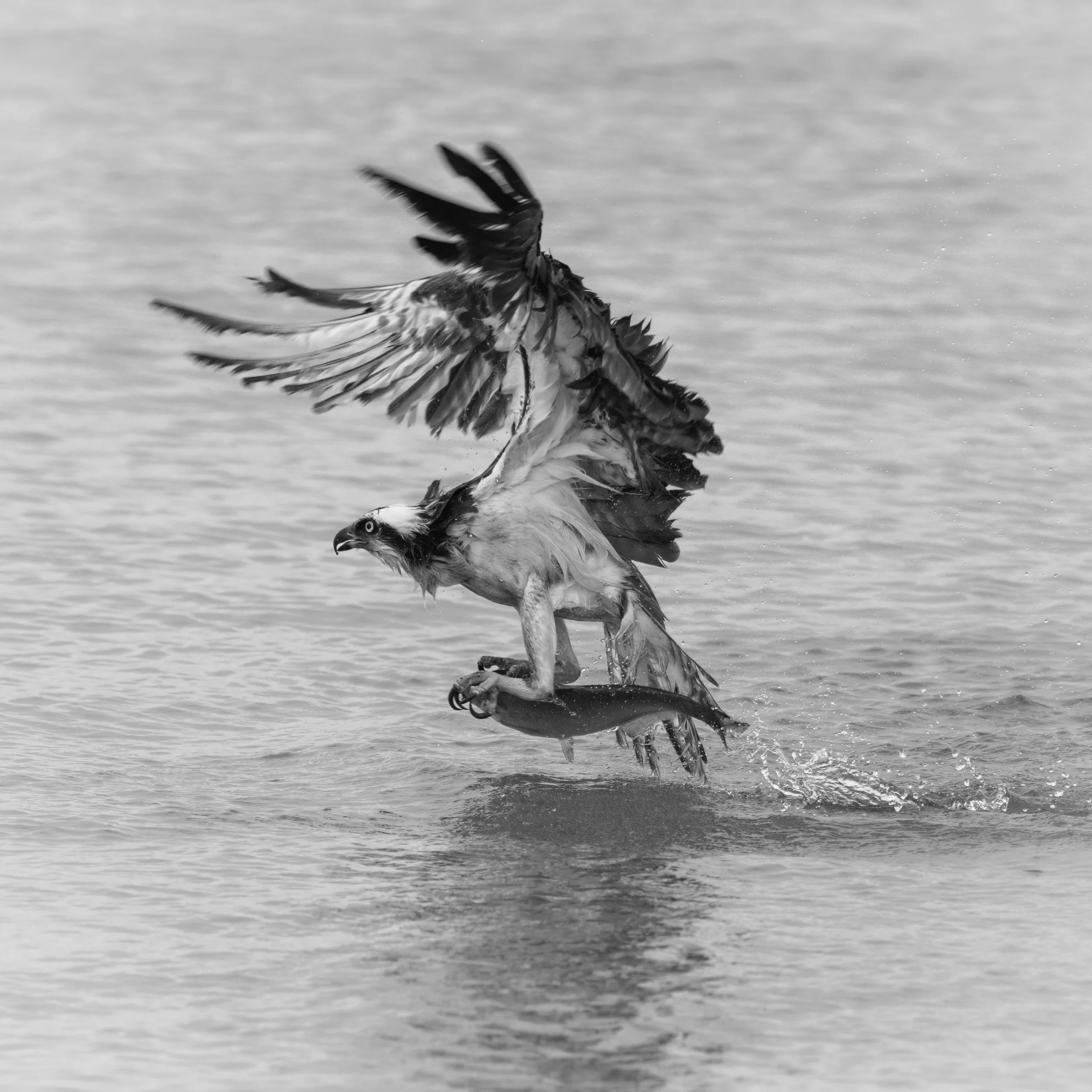 Osprey liftoff with large shad. James river, Virginia.