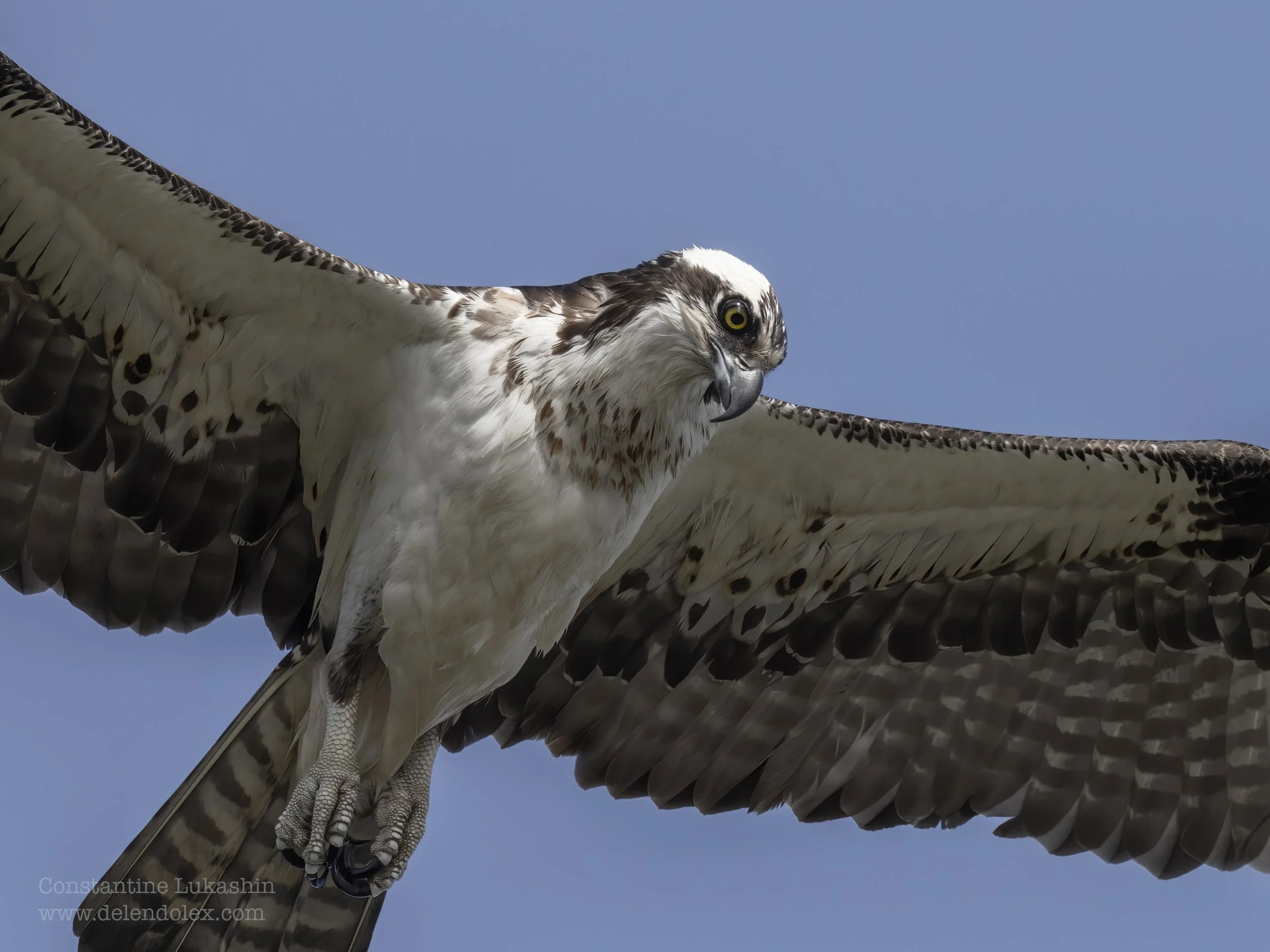Osprey overhead (closeup).
