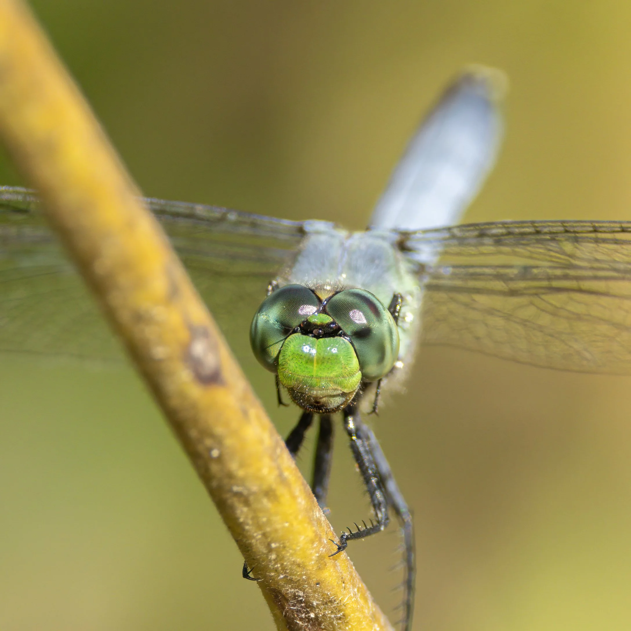 Blue dragonfly (closeup).