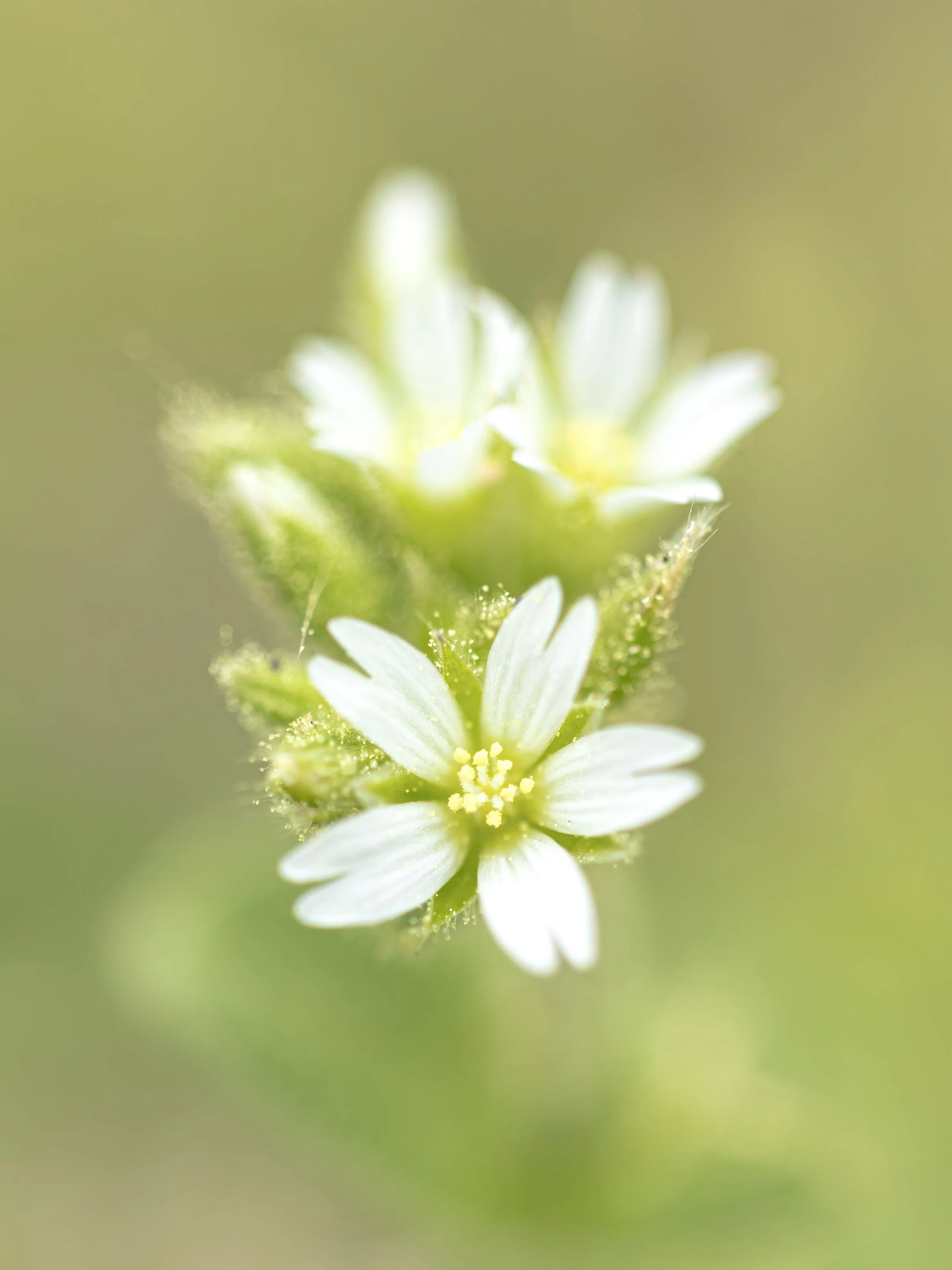 Tiny white field flowers.