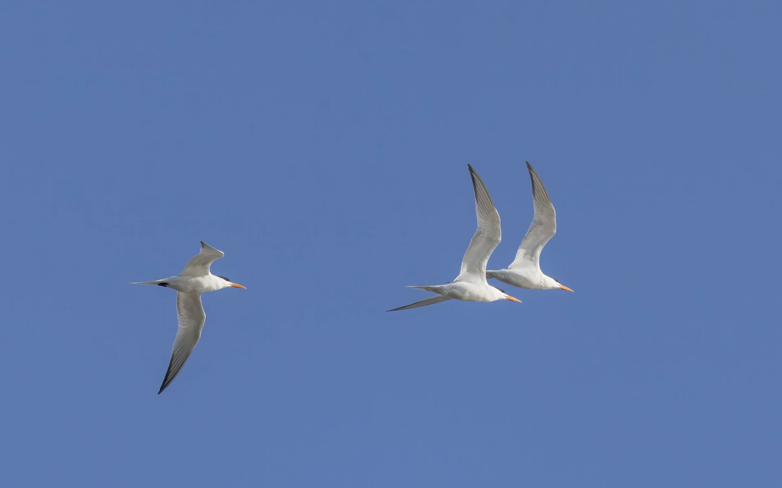 Royaal terns overhead.