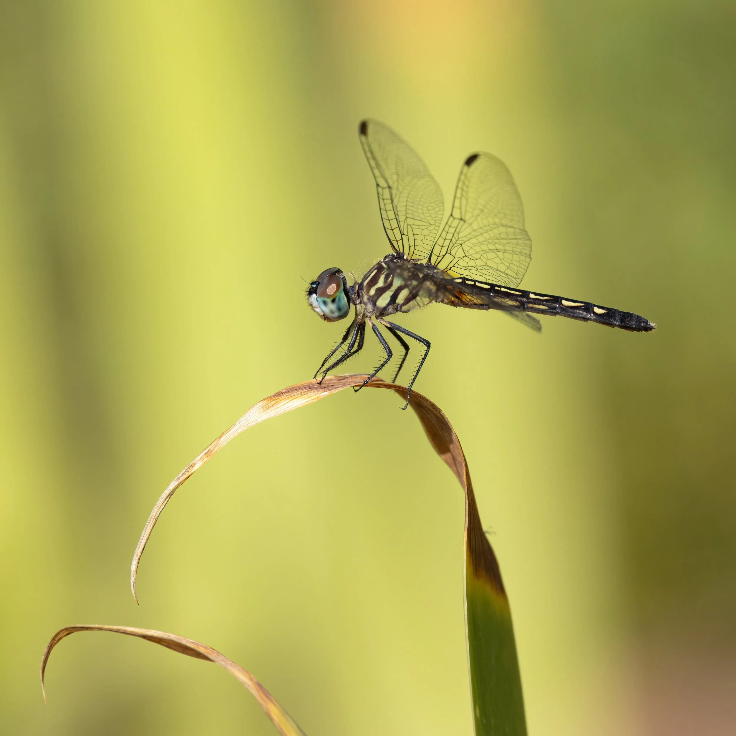 Darner dragonfly.