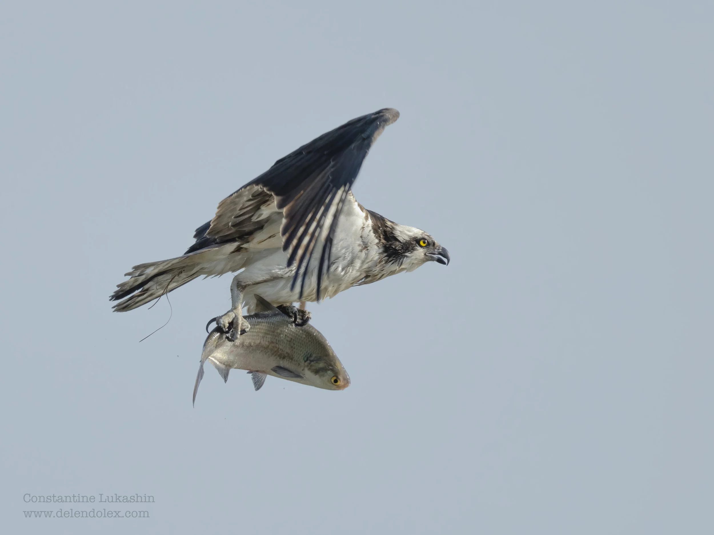 Osprey on a mission.