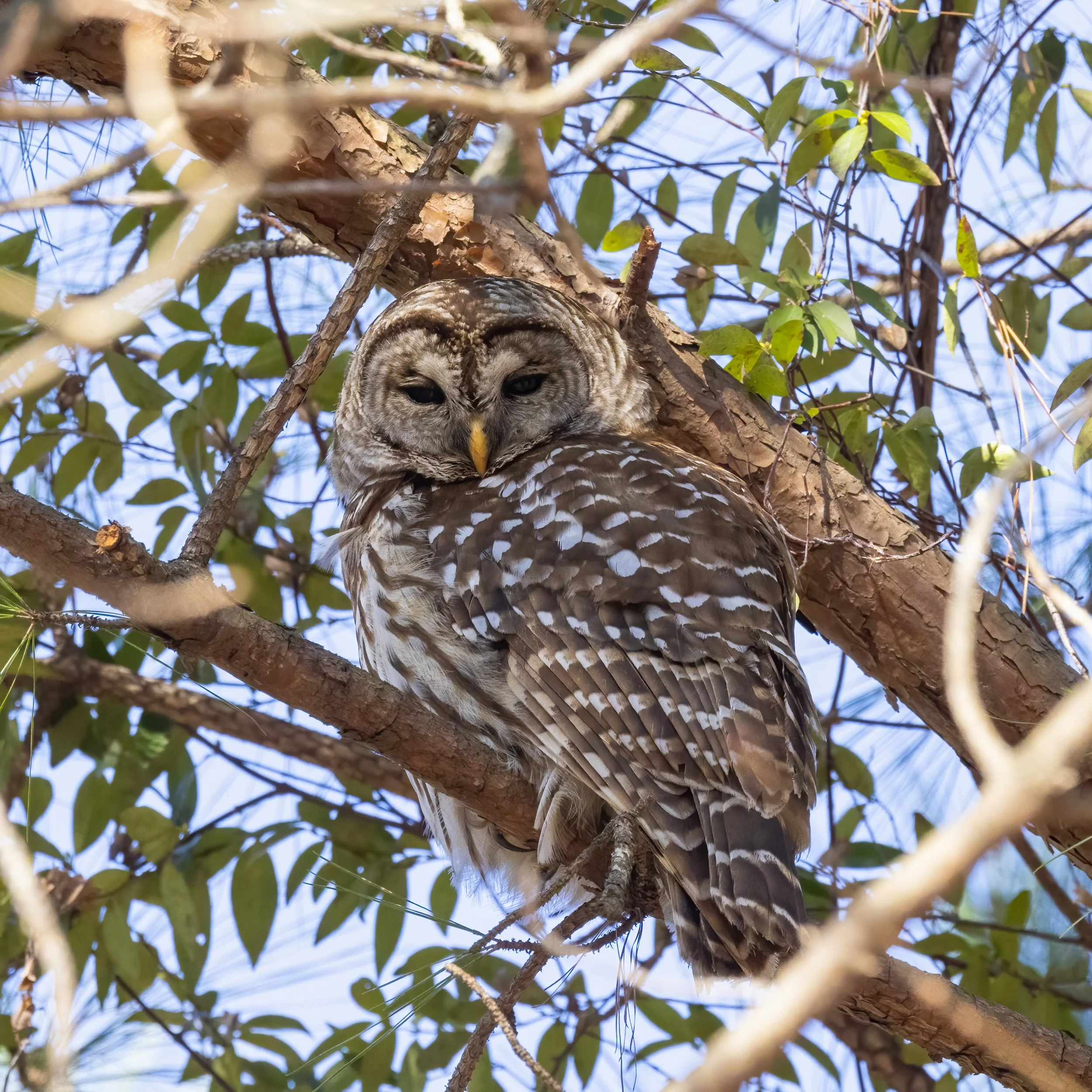 Barred owl "George" (on President's Day).