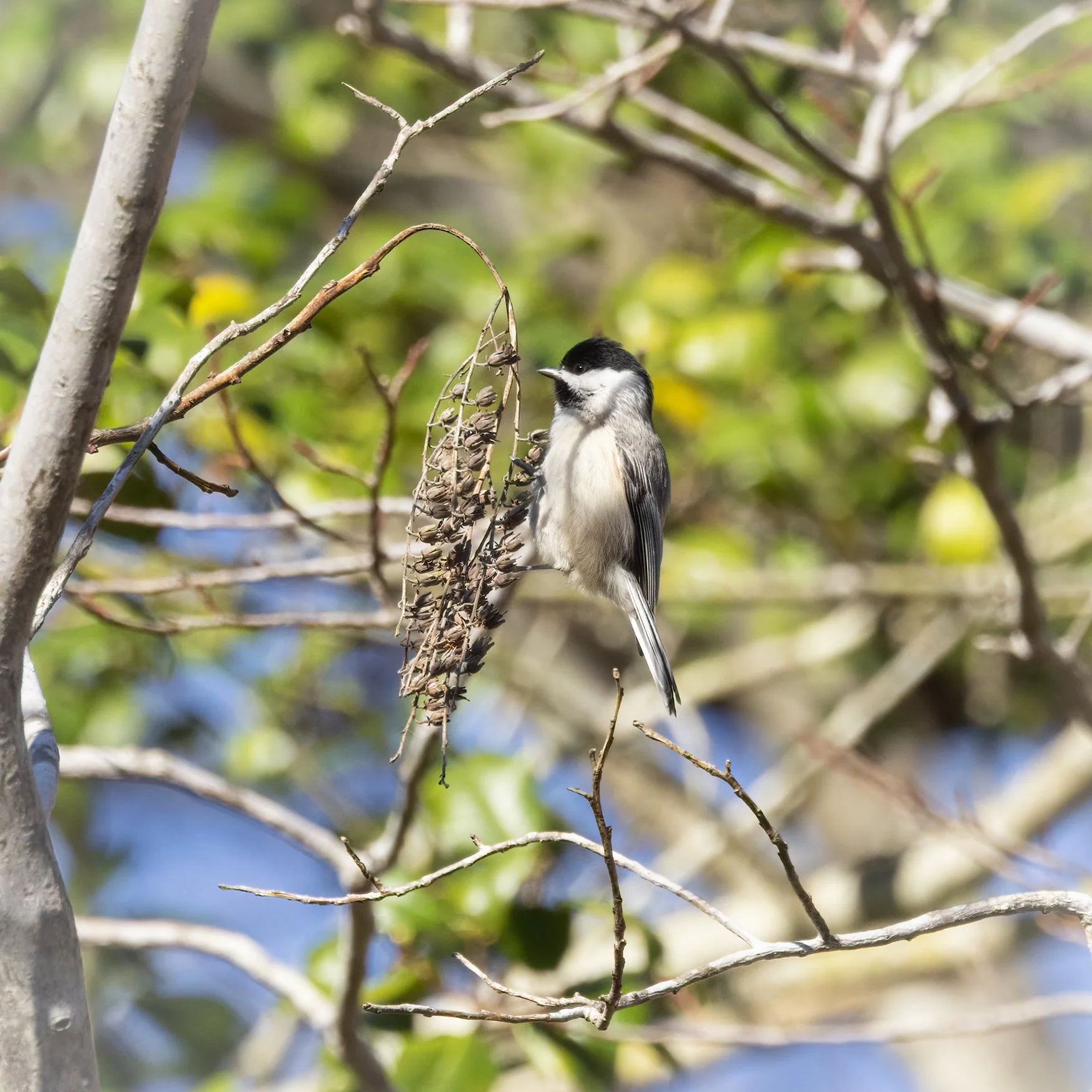 Carolina chickadee, a tiny bird.