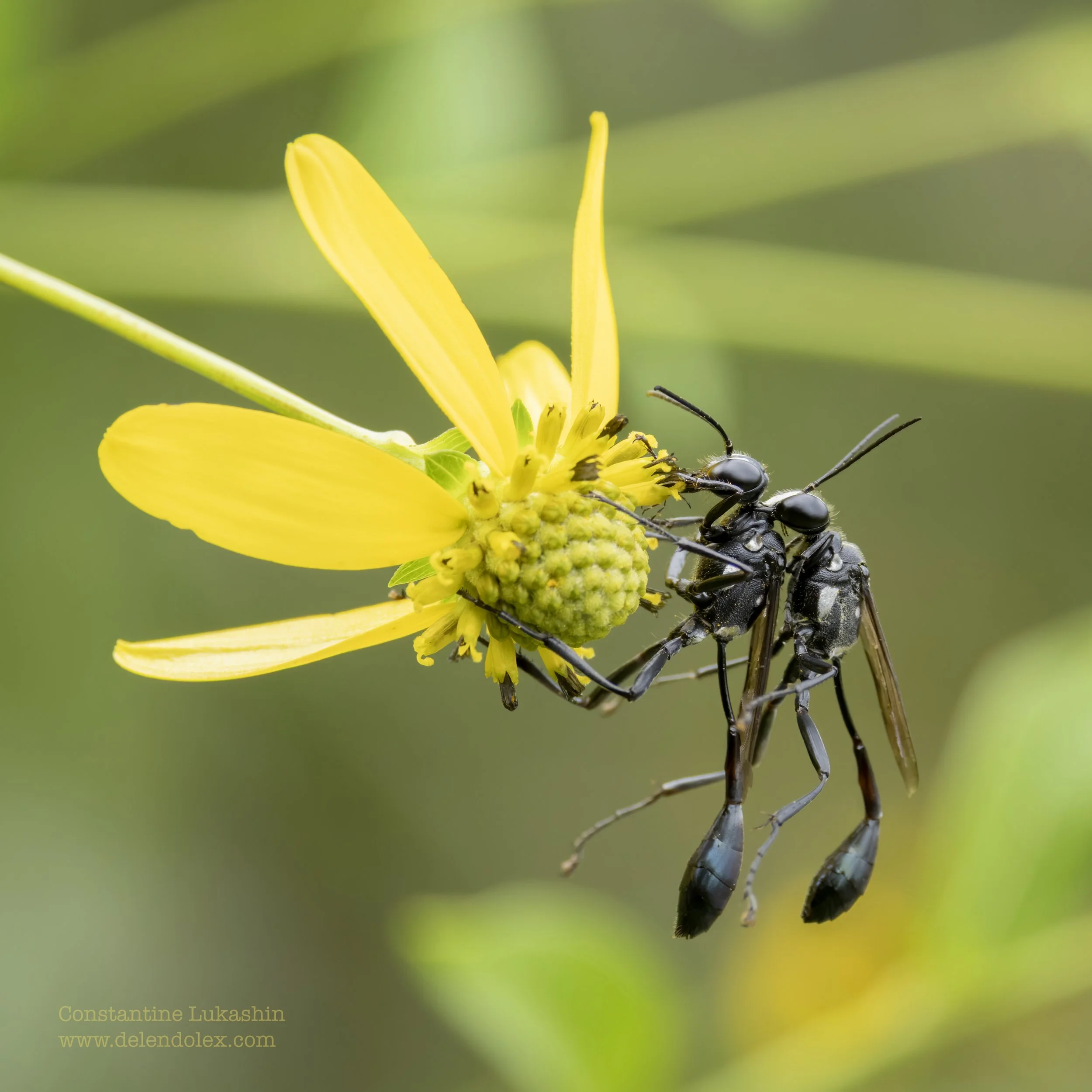 Mating Thread-waisted wasps.