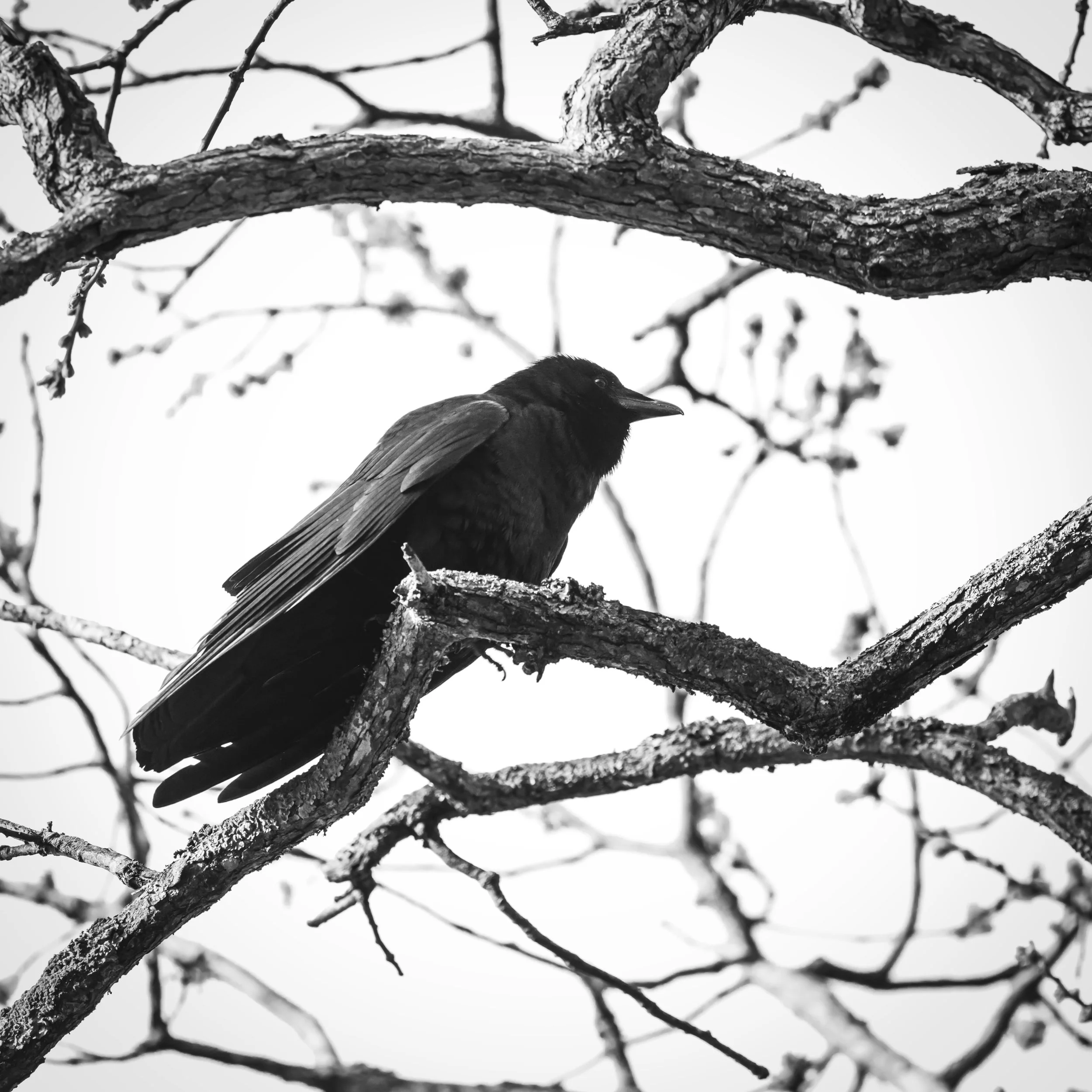 American crow.