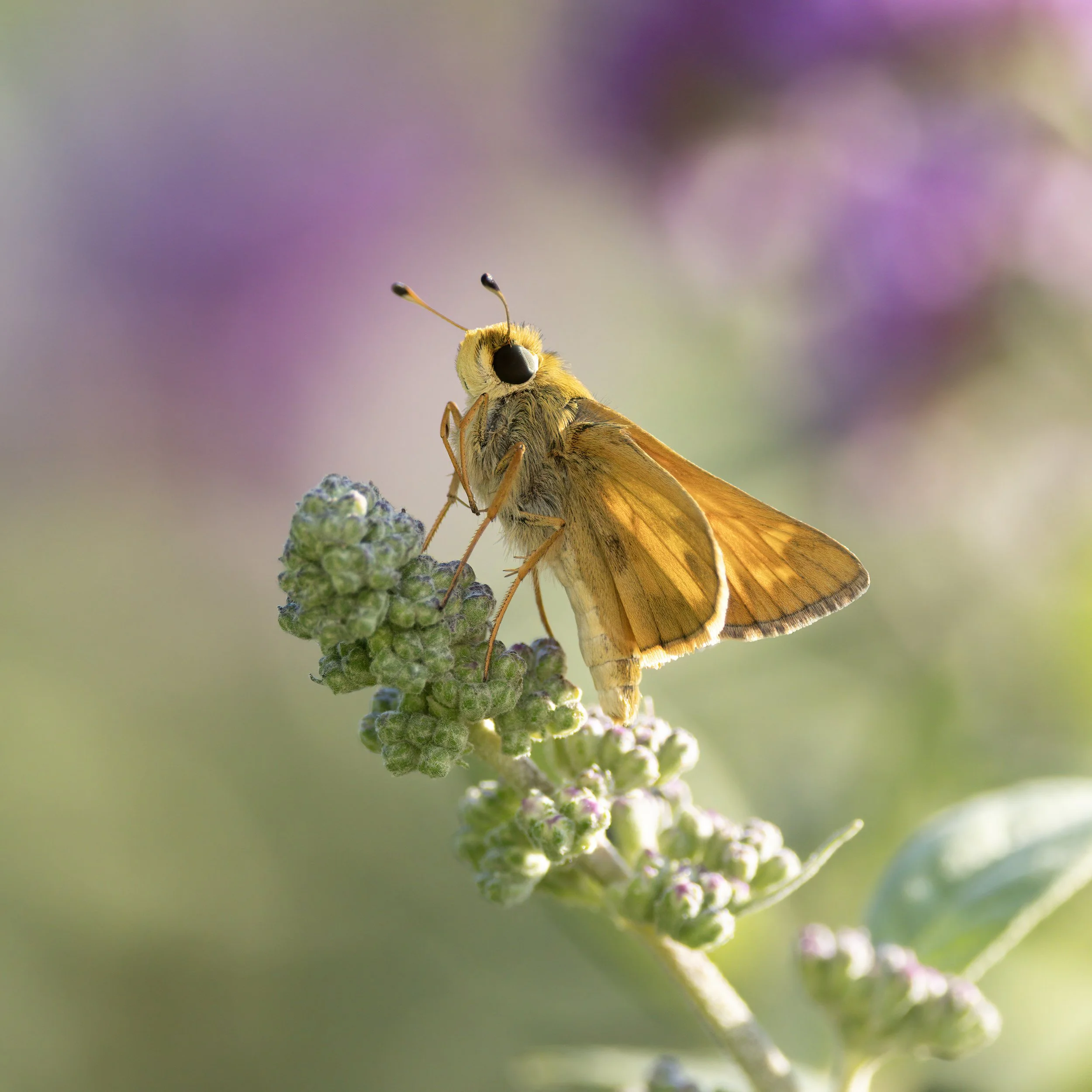 Fiery Skipper butterfly, Mariners park, Virginia.