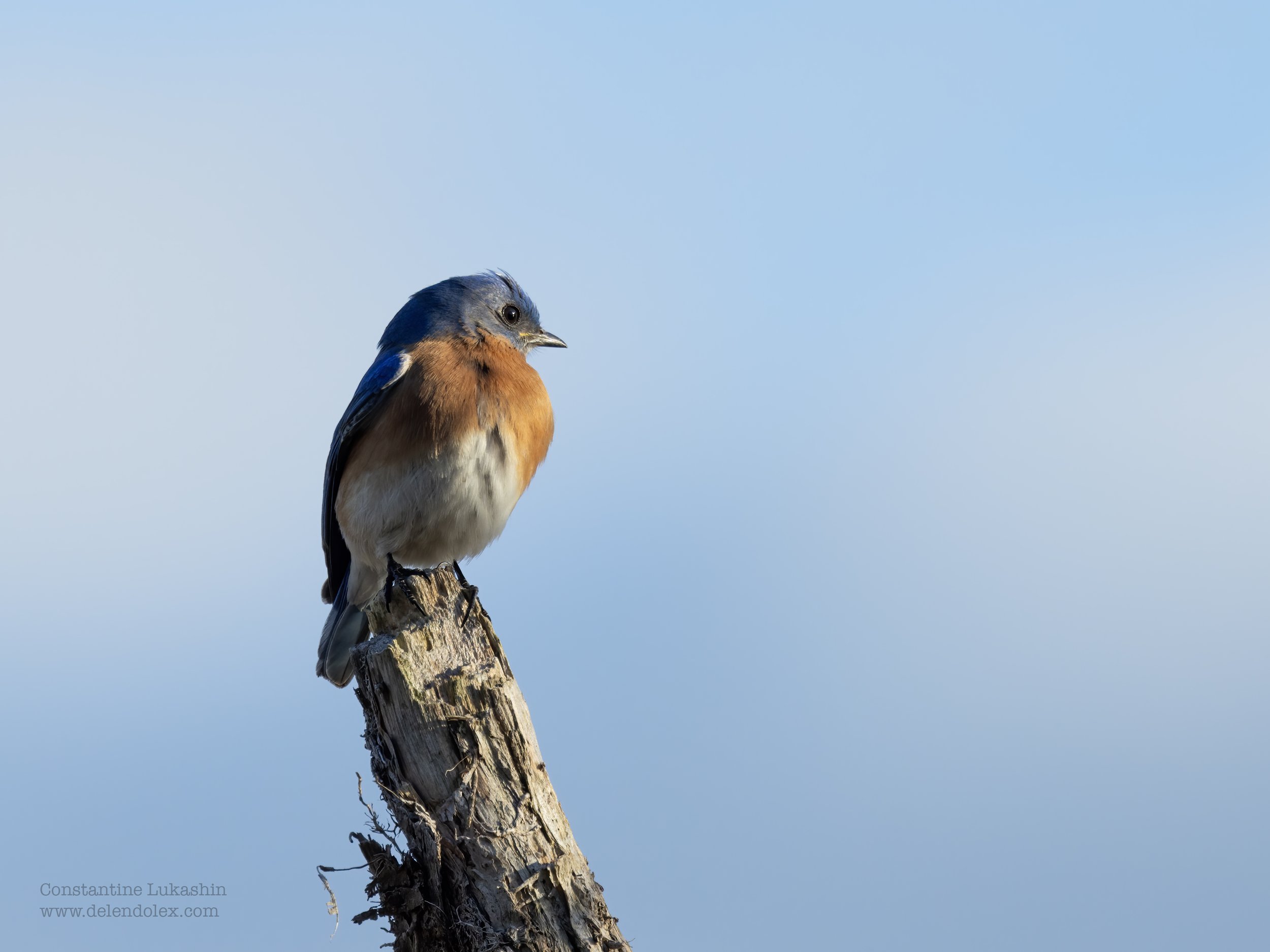 Blue bird watches sunset, James river, Virginia.