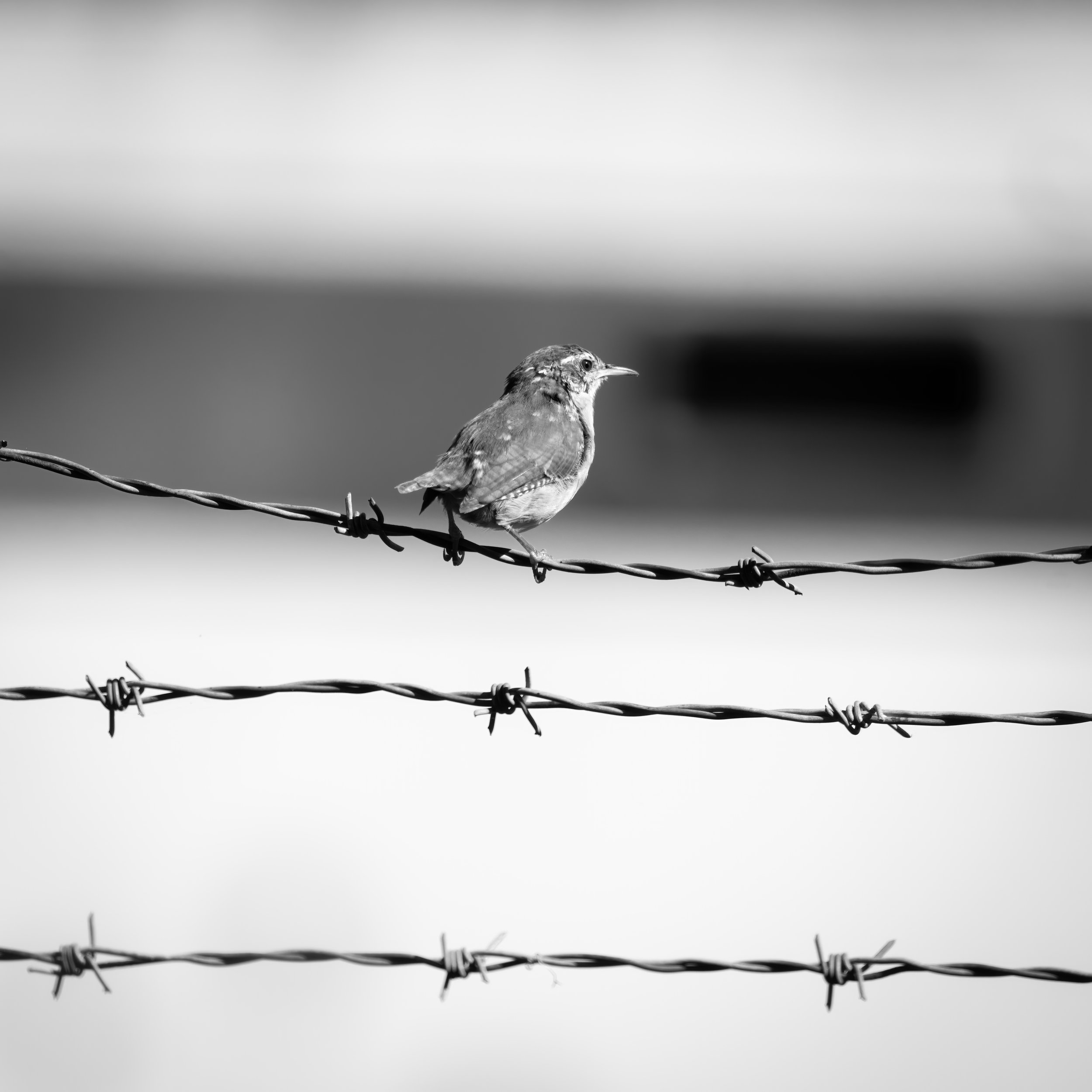 Freebird and civilization.