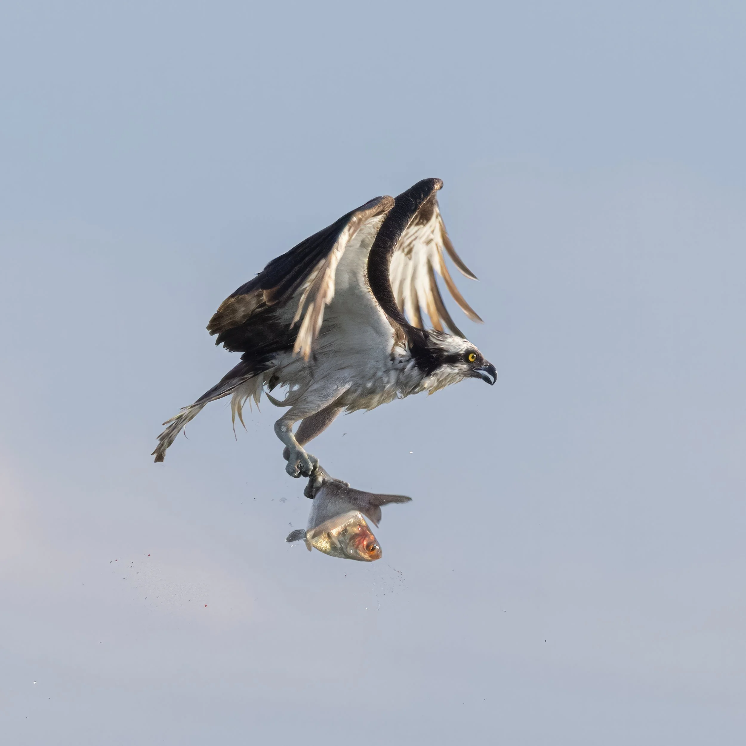 Osprey with bloody catch.