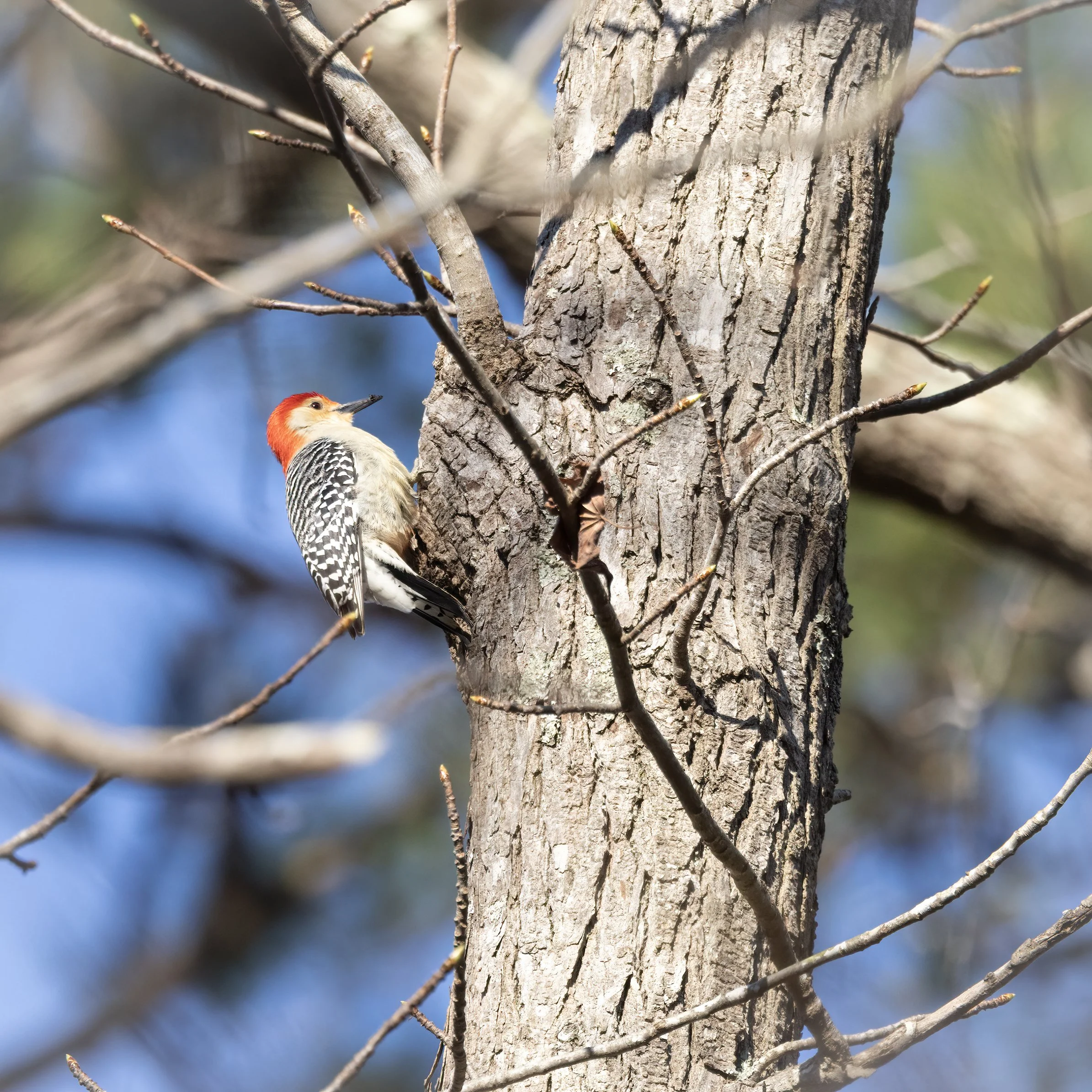 Red belied woodpecker.