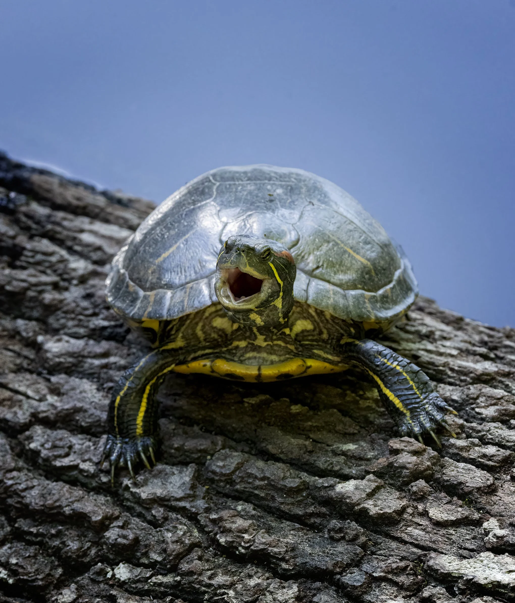 Singing turtle.