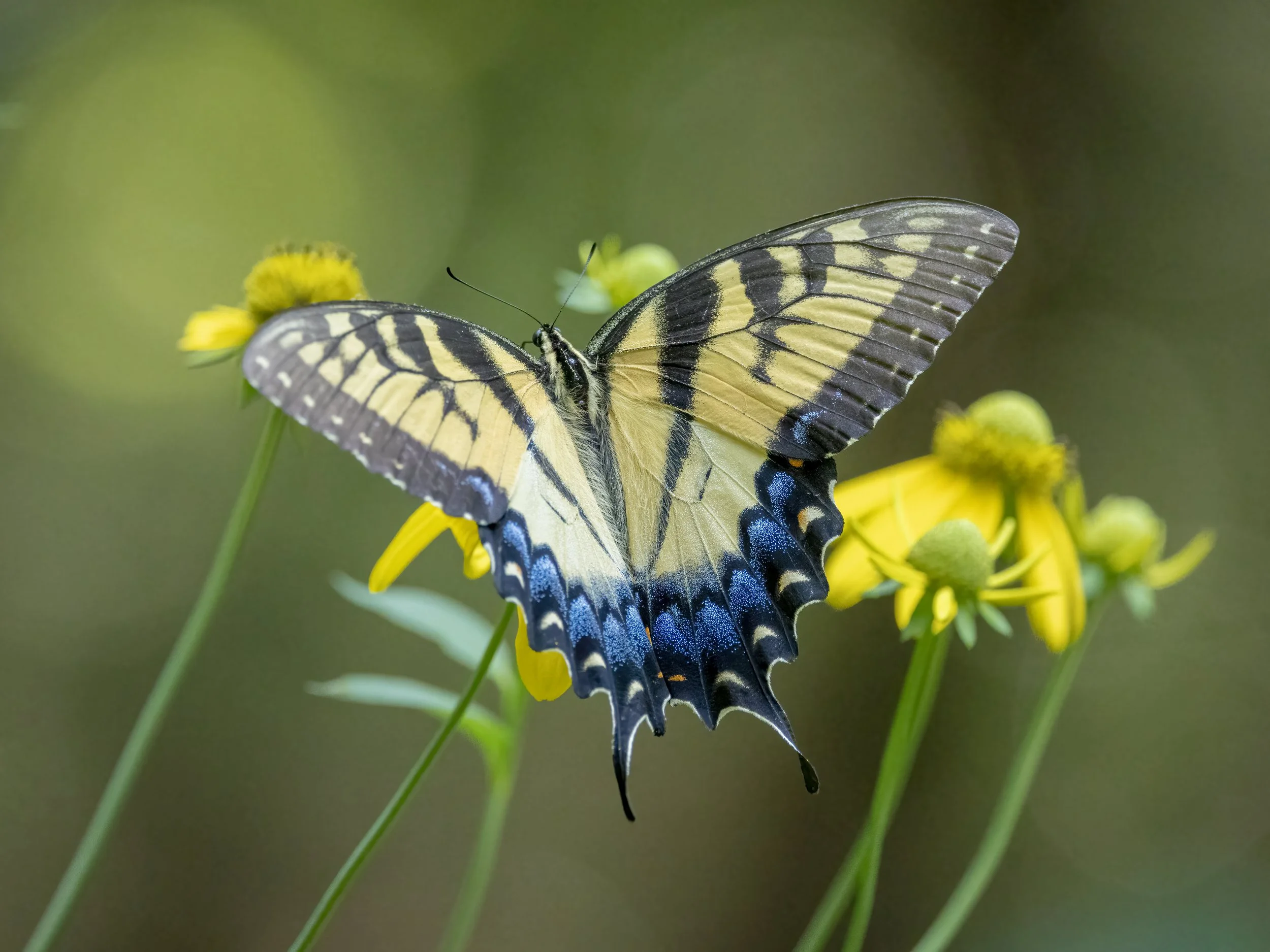 Tiger Swallowtail butterfly.