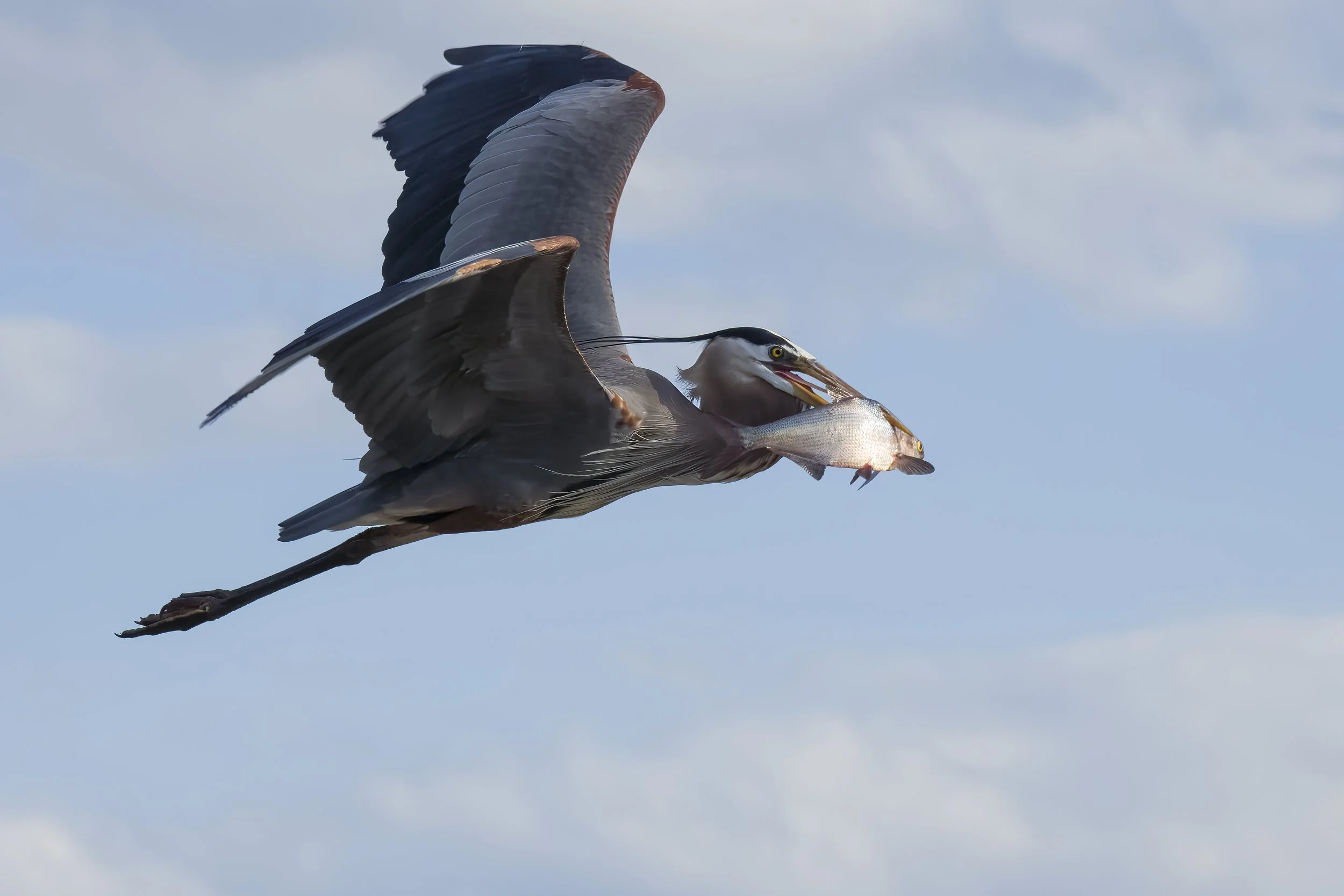 Great Blue heron in flight with a large catch (shad). James river, Virginia.