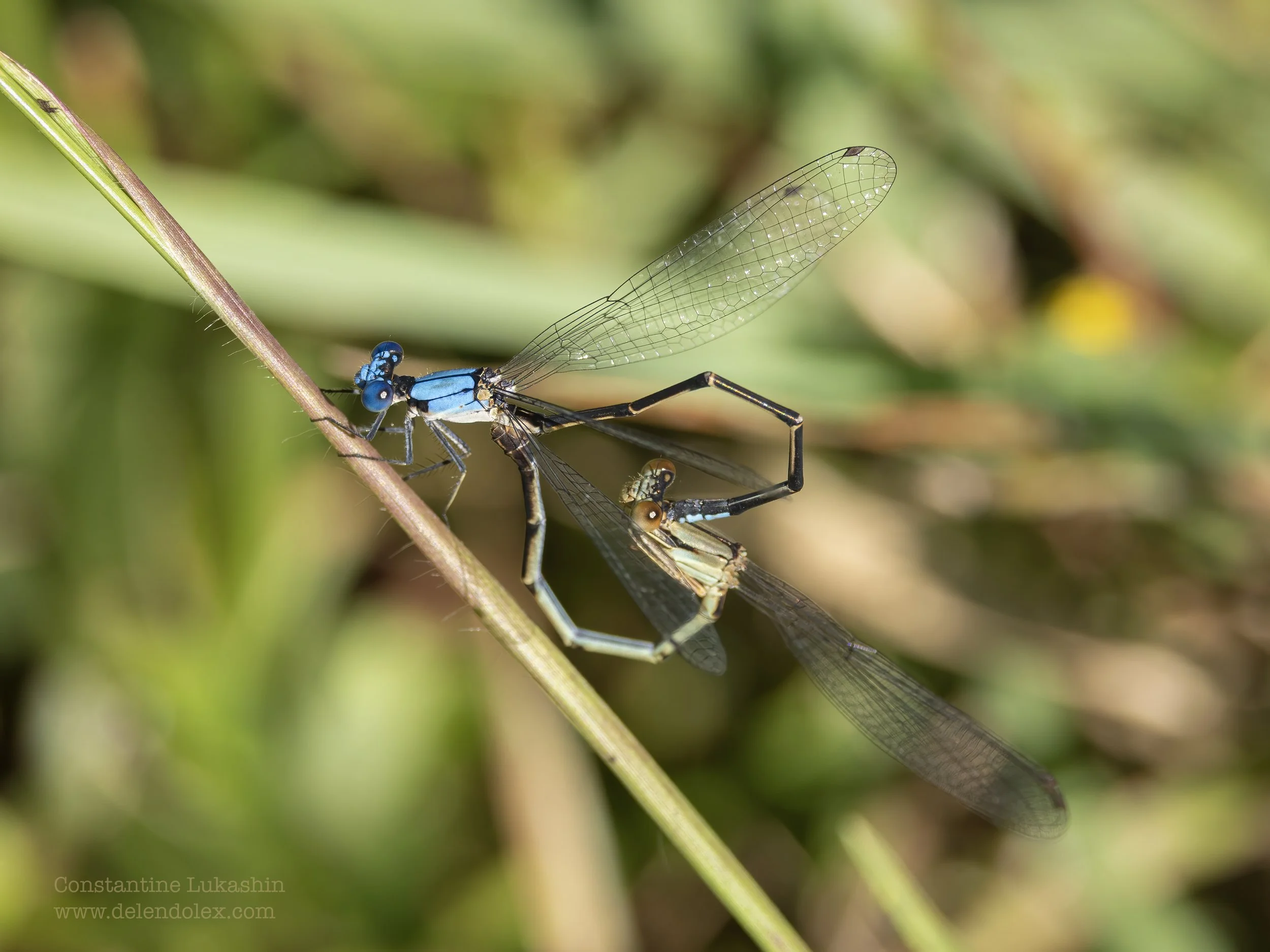 Damselflies in Love, Mariners park, Newport News, Virginia.