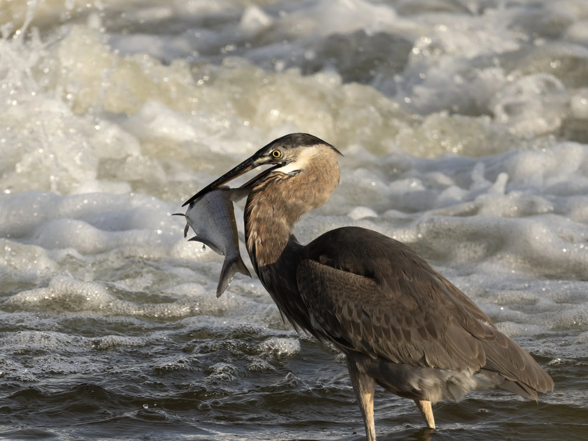 Great Blue heron with dinner. James river, Virginia.