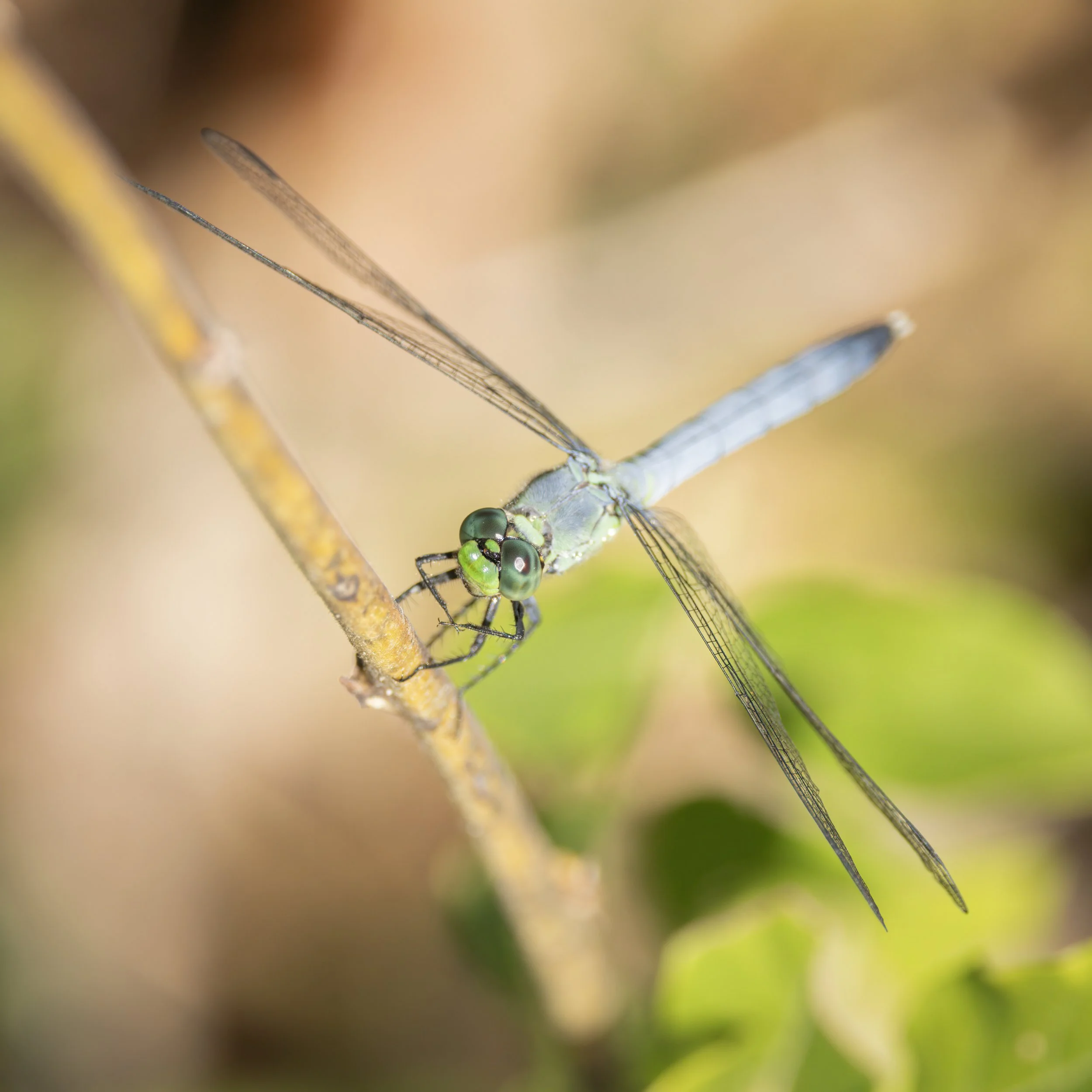 Blue dragonfly, Virginia.