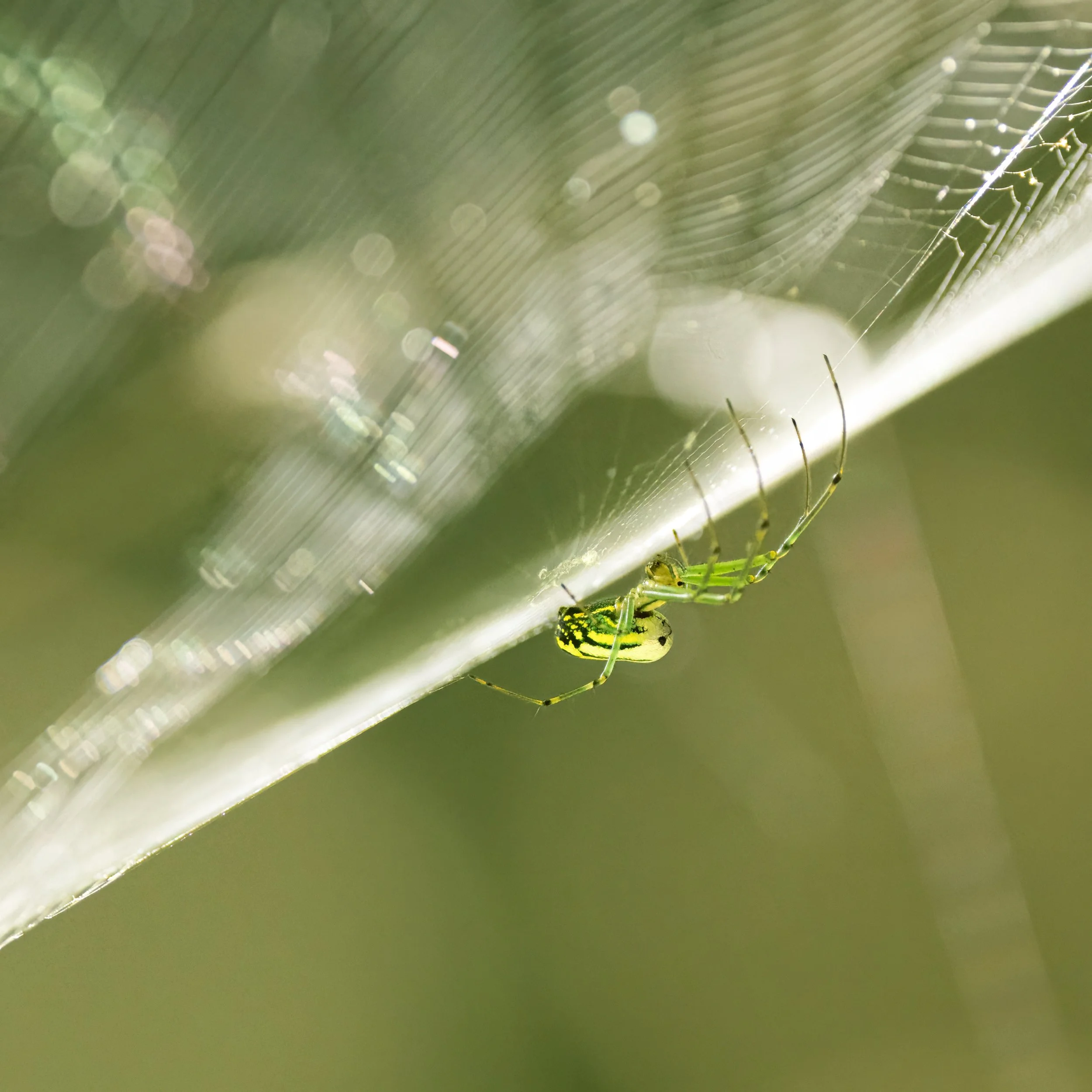 Orchard orb-weaver spider.