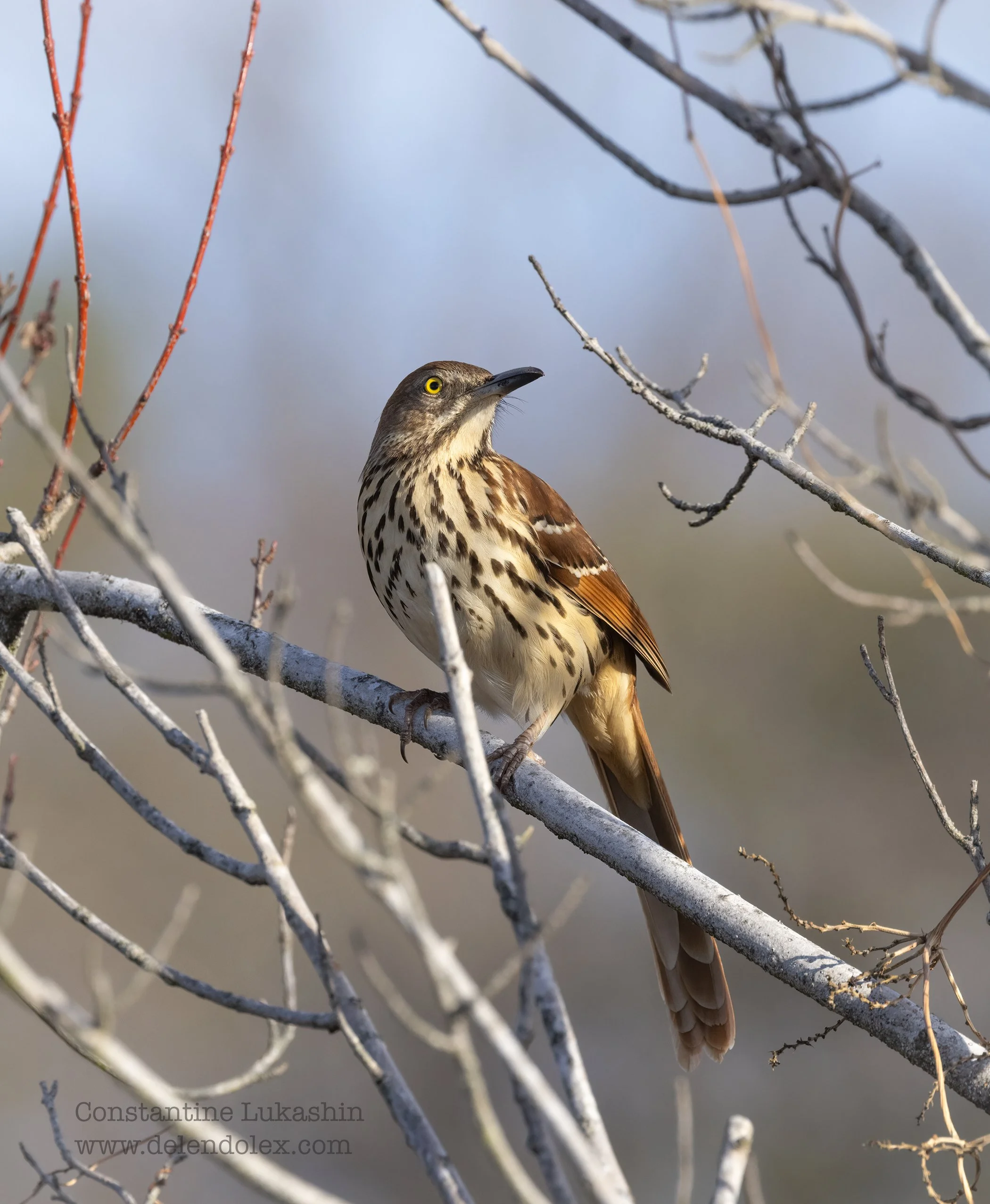 Brown thrasher.