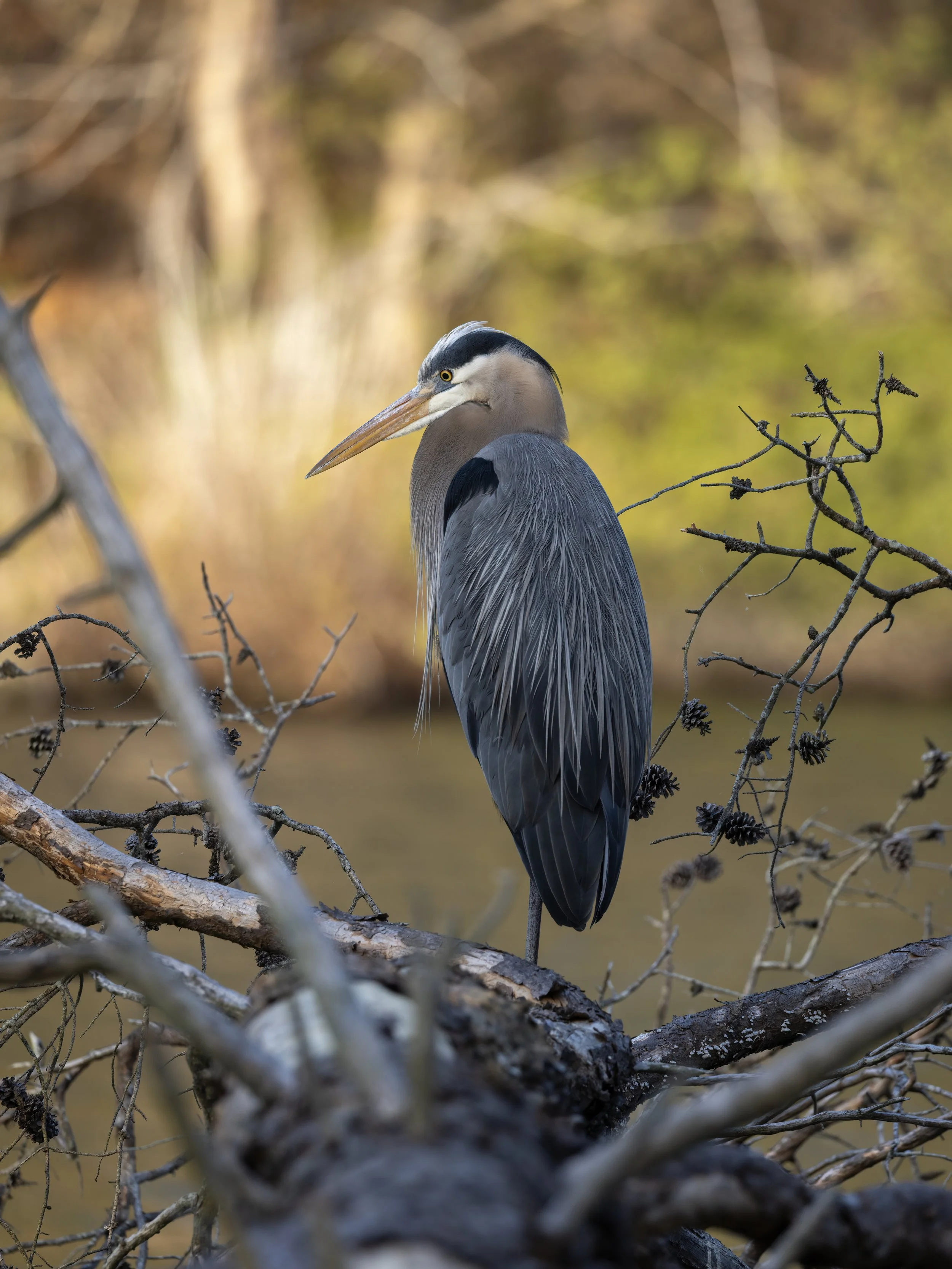Great Blue heron at Kettle pond, Newport News, Virginia. 