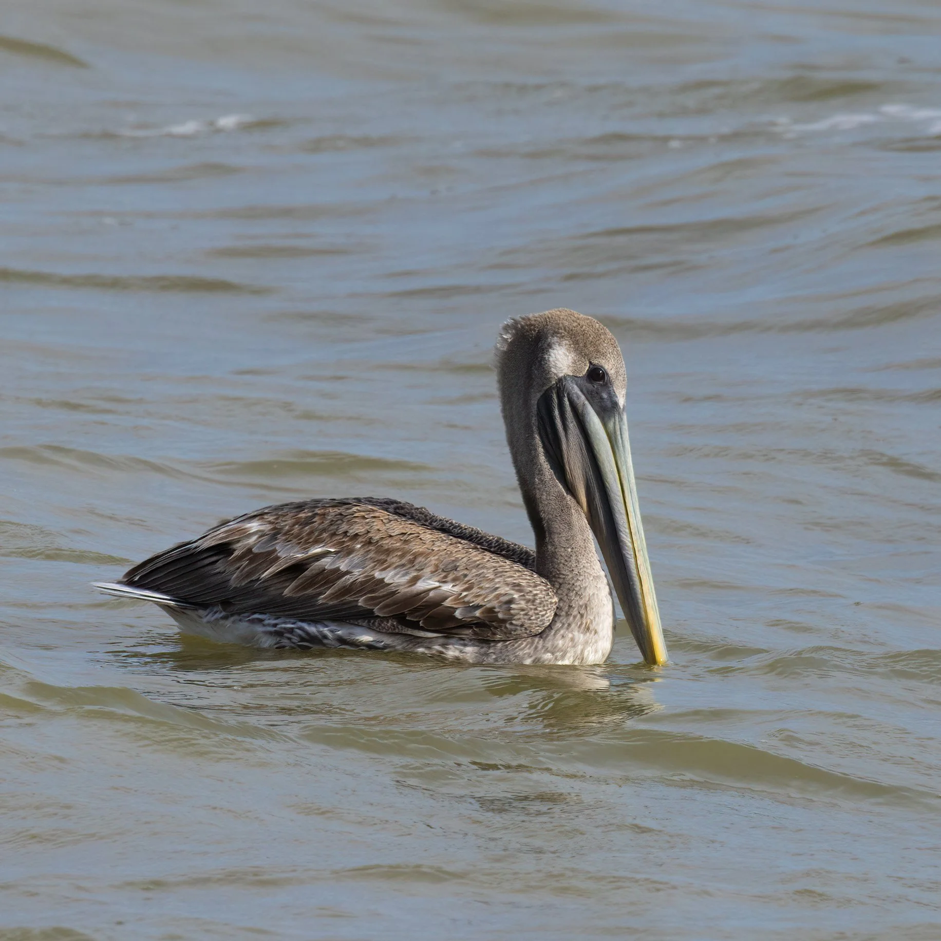Brown pelican in transition to adulthood. 