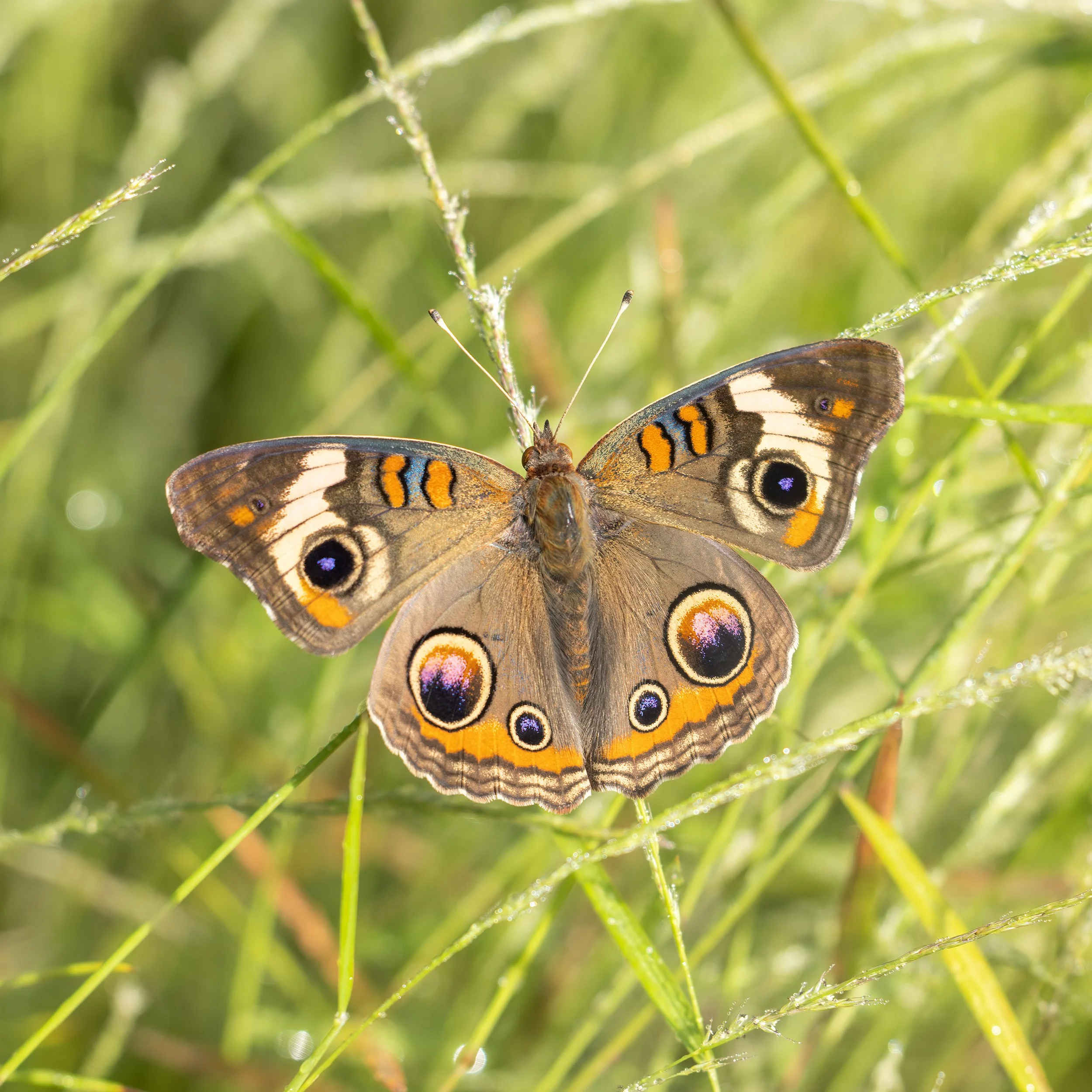 Common Buckeye butterfly, Virginia.