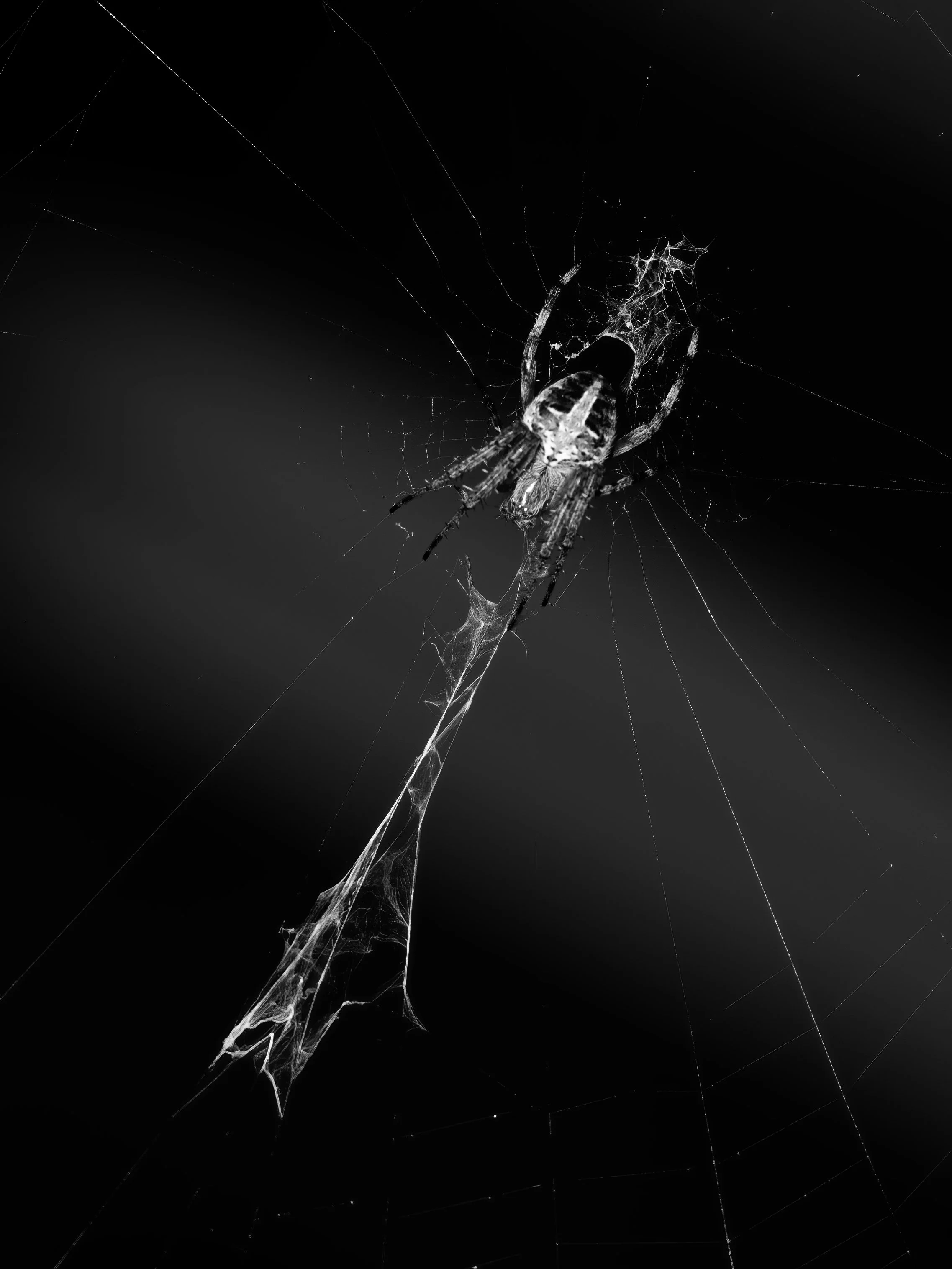 American House spider and orb design (2).