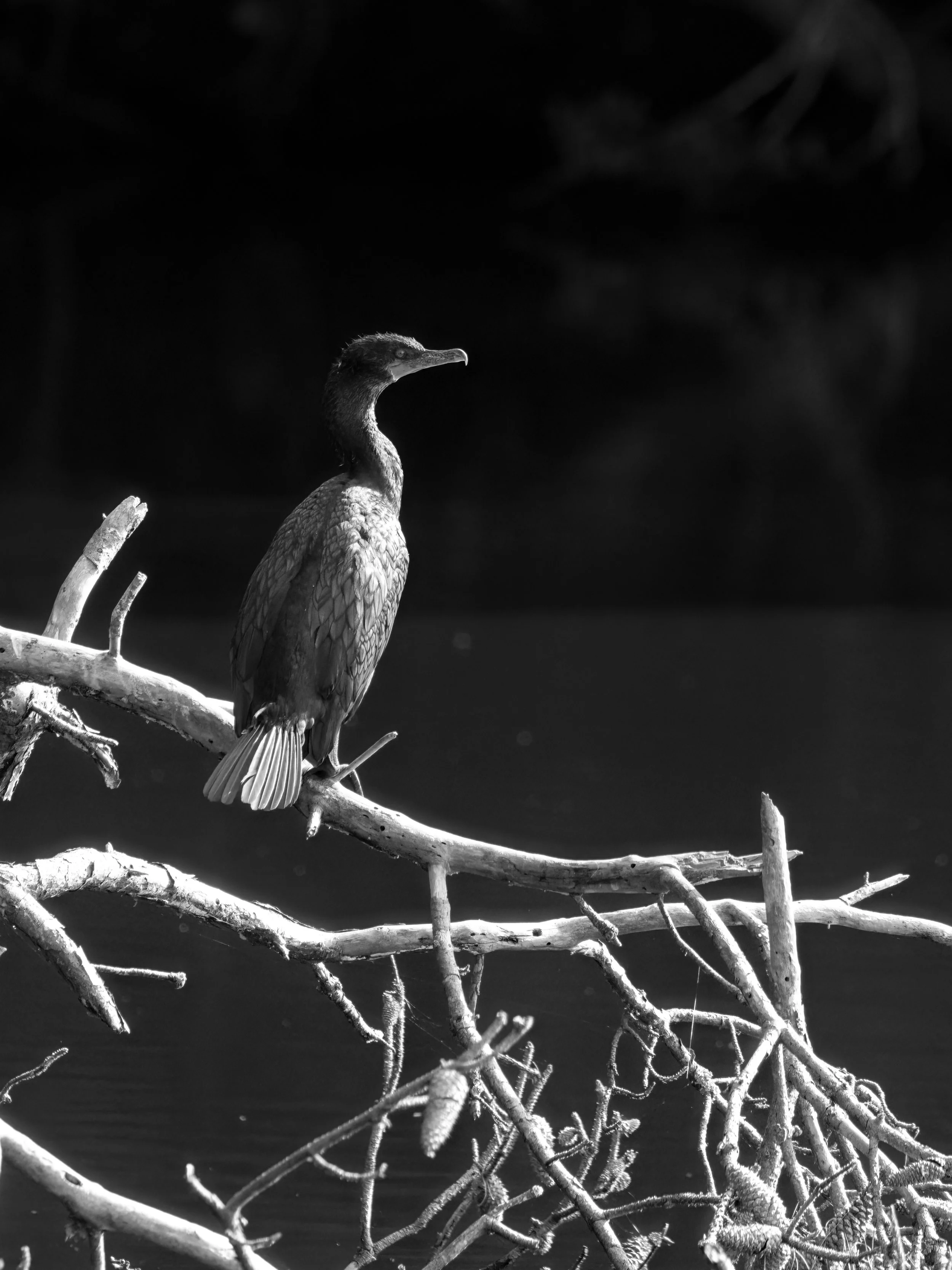 Lone cormorant at sunrise.