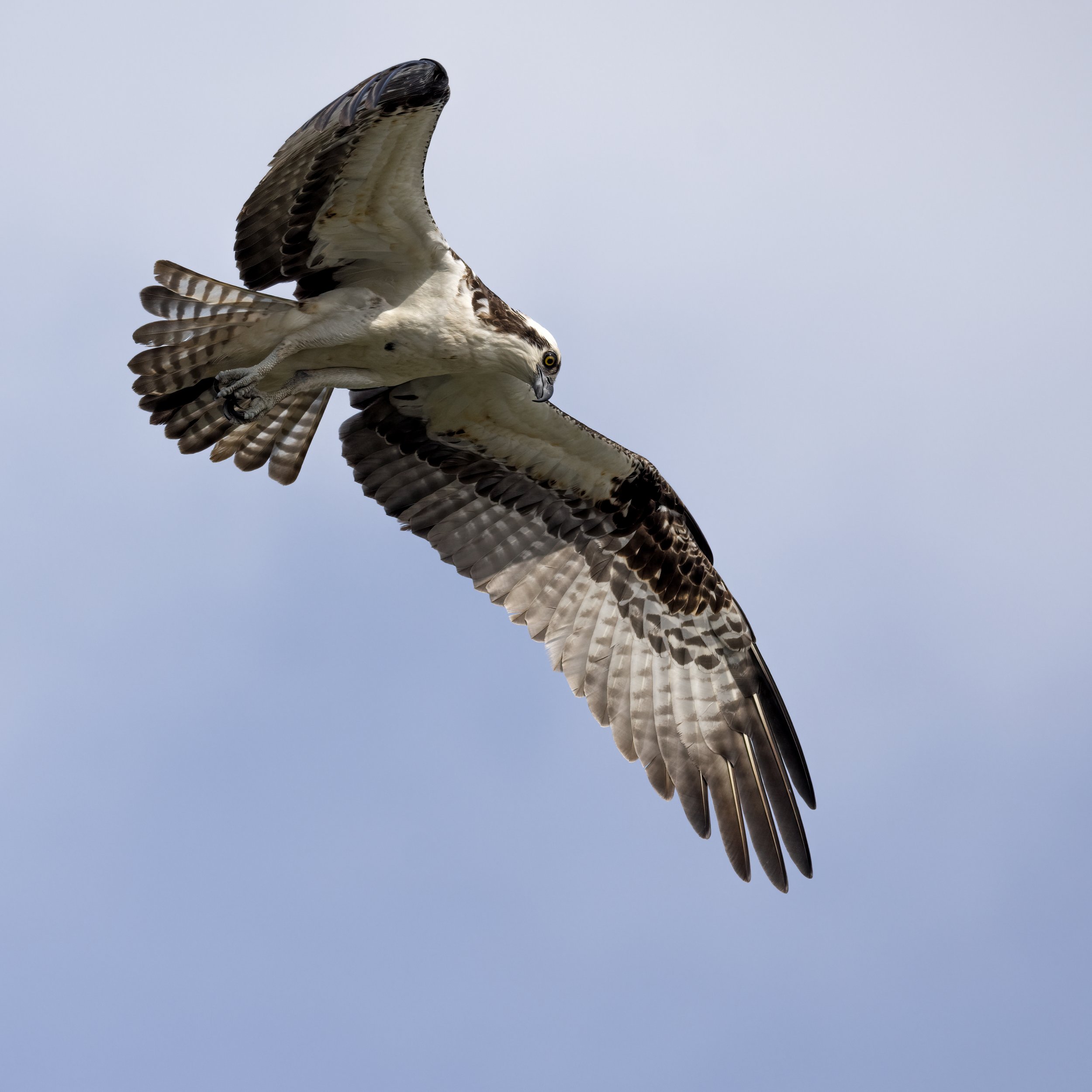 Osprey overhead.