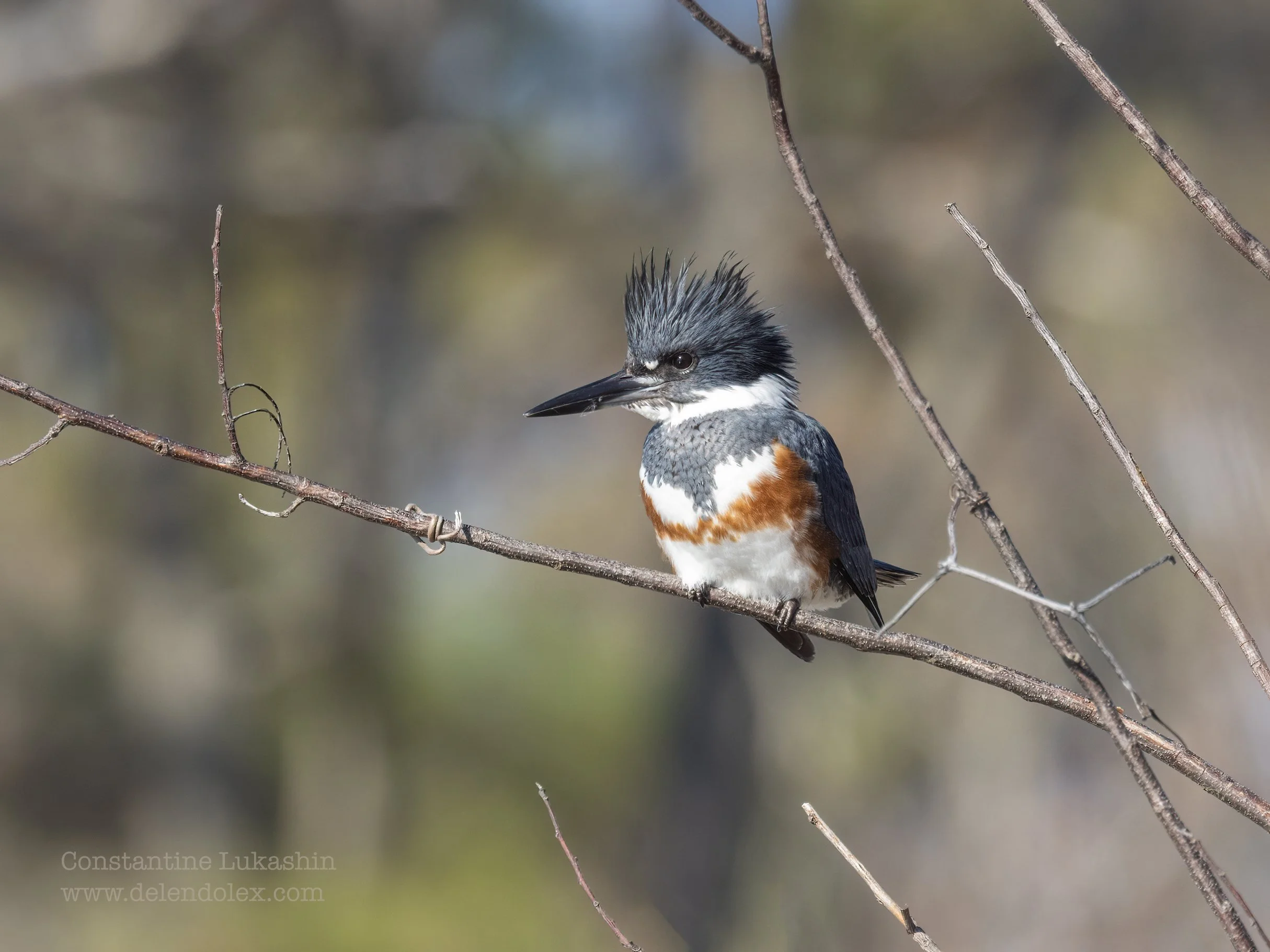 Belted kingfisher (female), James river, Virginia.