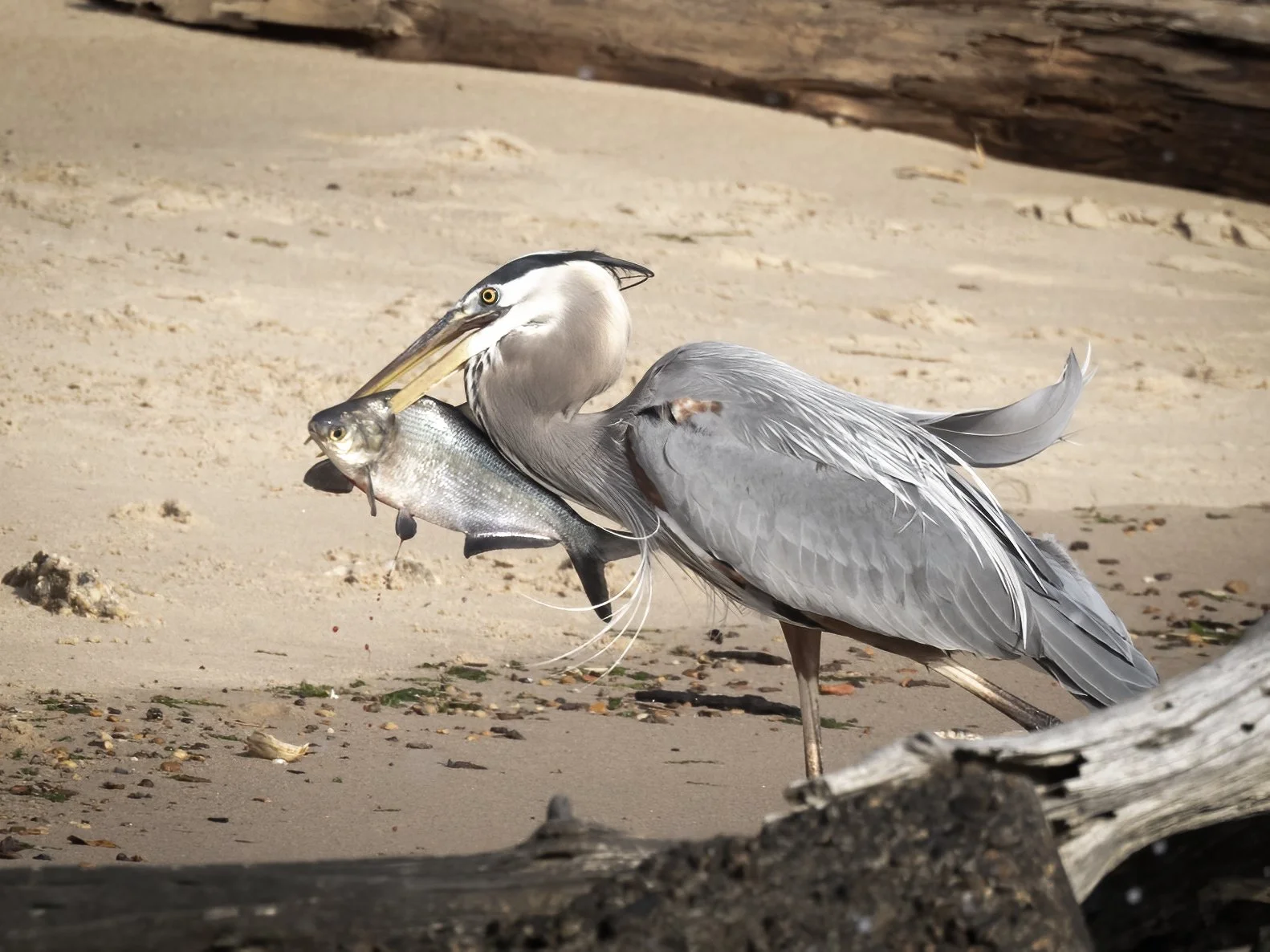 Great Blue heron with a very large shad. James river, Virginia.