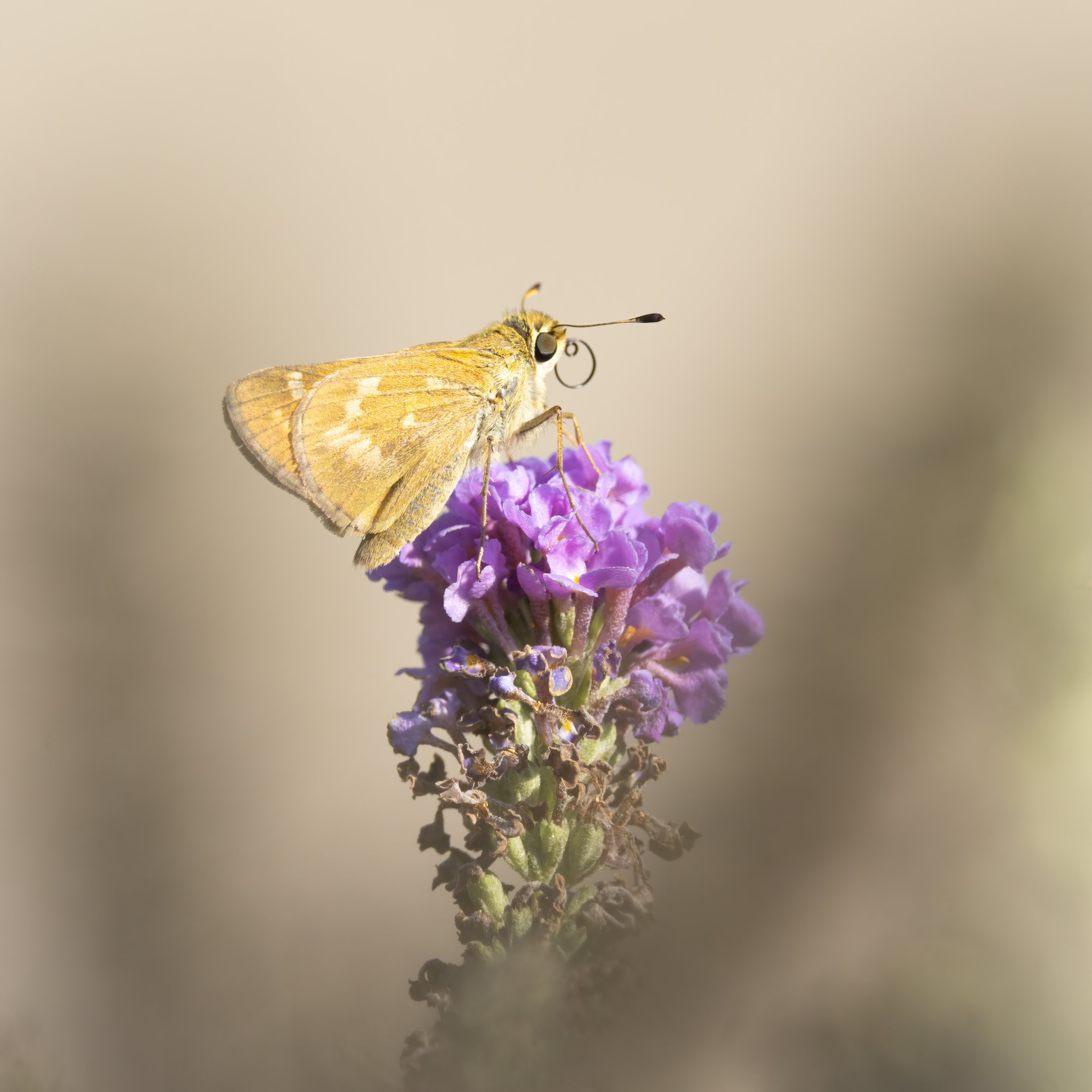 Fiery skipper butterfly.