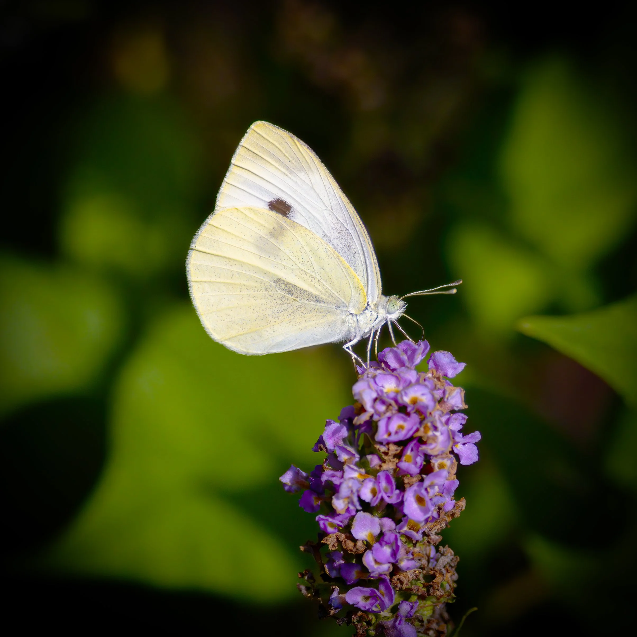 Cabbage White butterfly, Mariners park, Virginia.