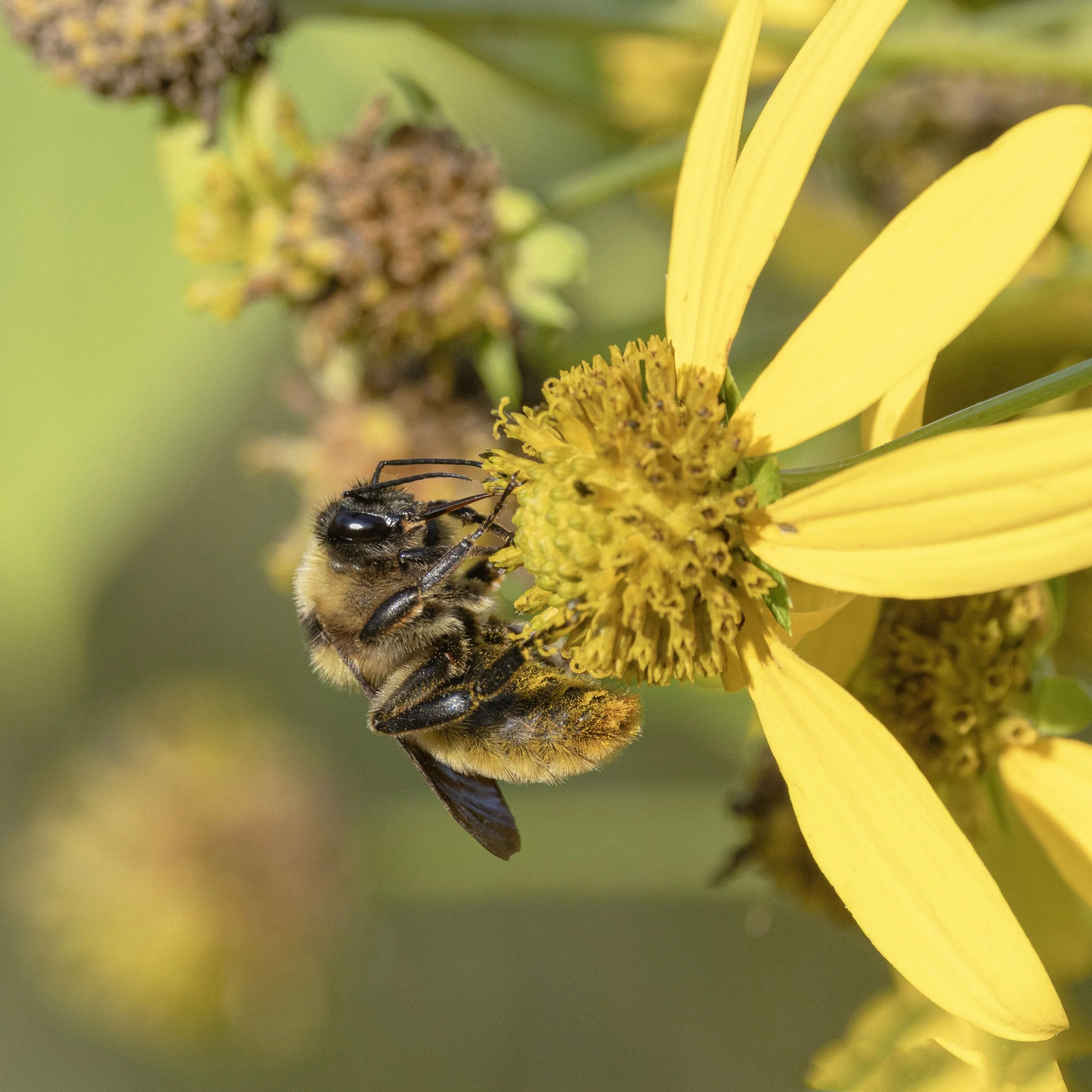 Bumble Bee covered in pollen. Virginia.