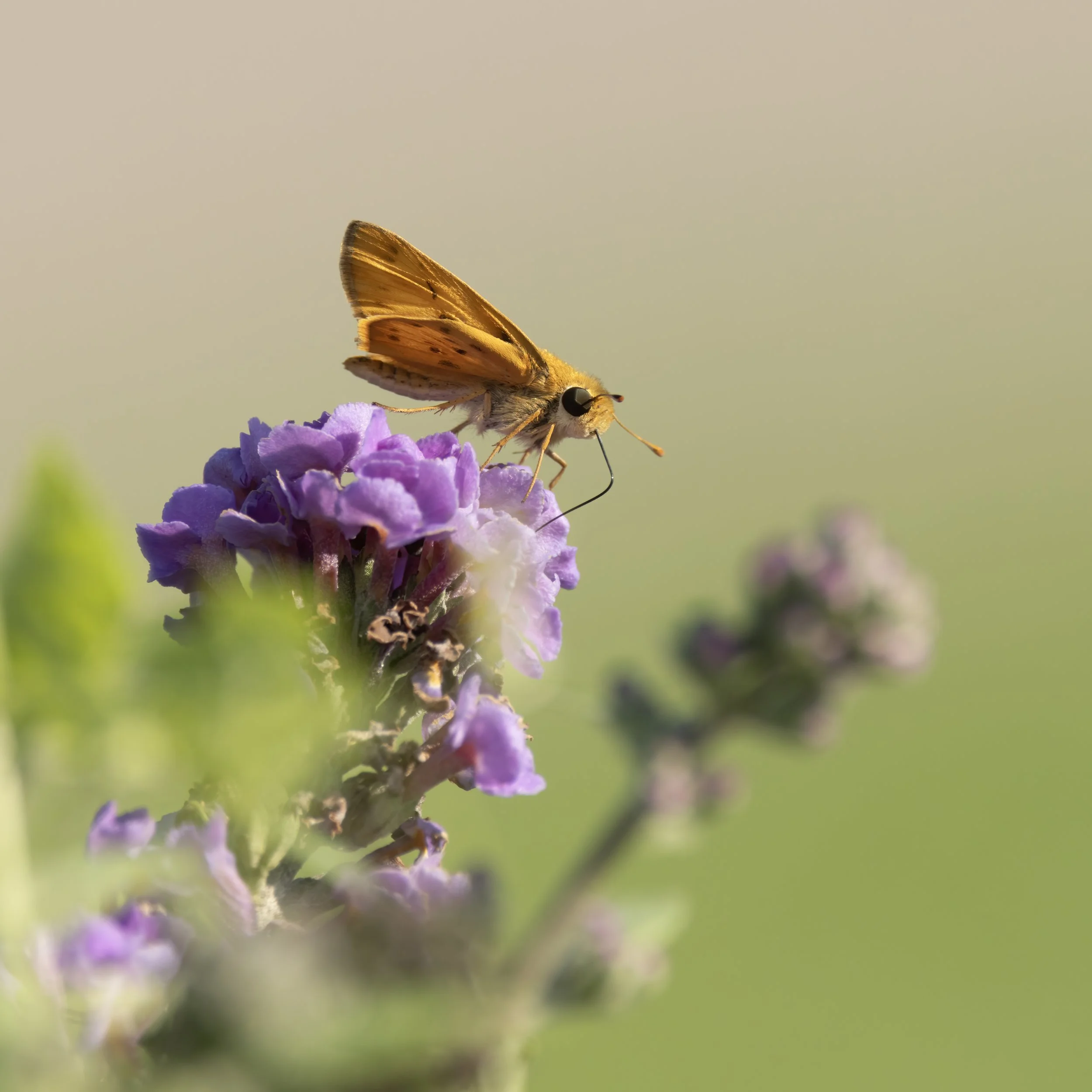 Fiery skipper.