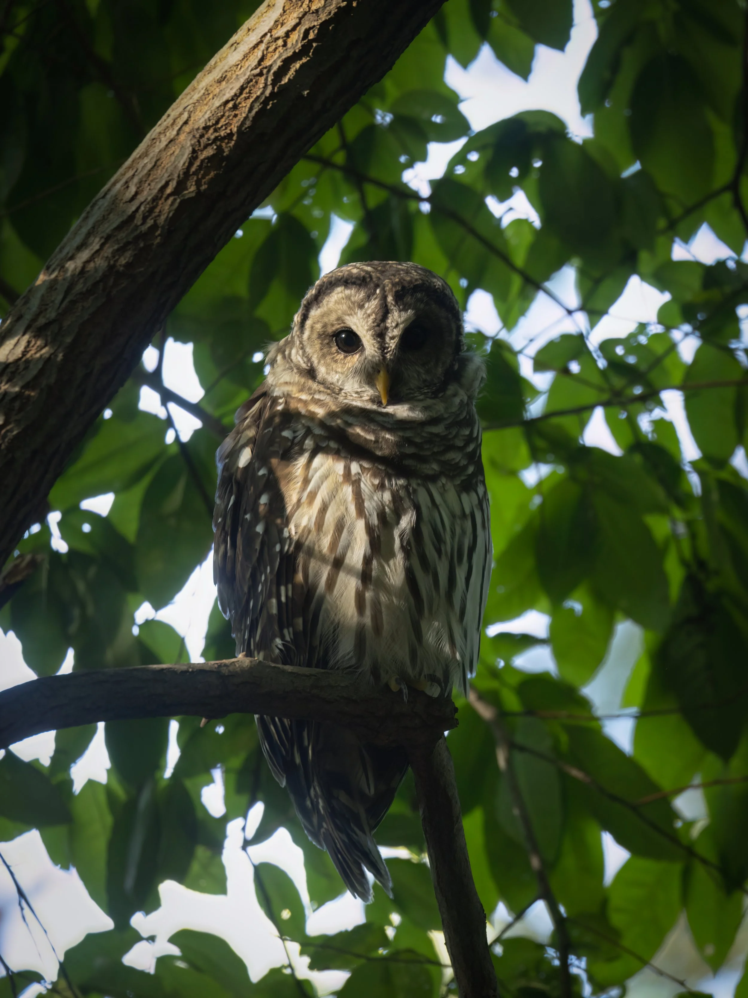 Barred owl at sunrise.
