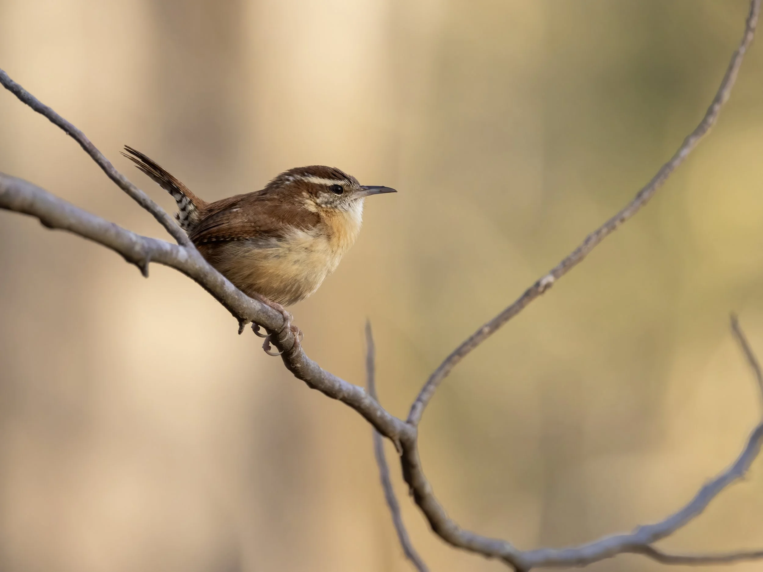 Carolina wren.