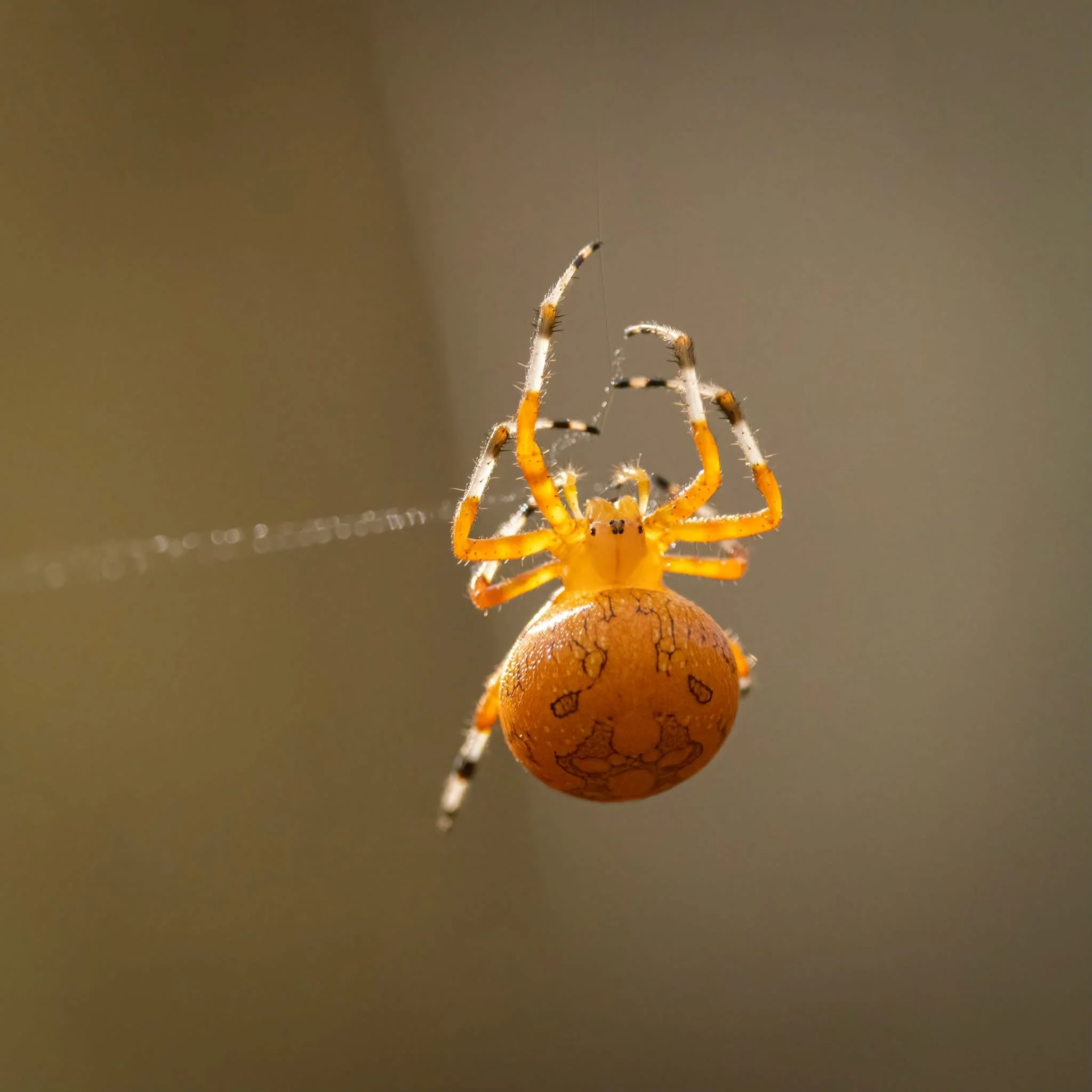 Marbled Orb-weaver spider (female), Virginia. 