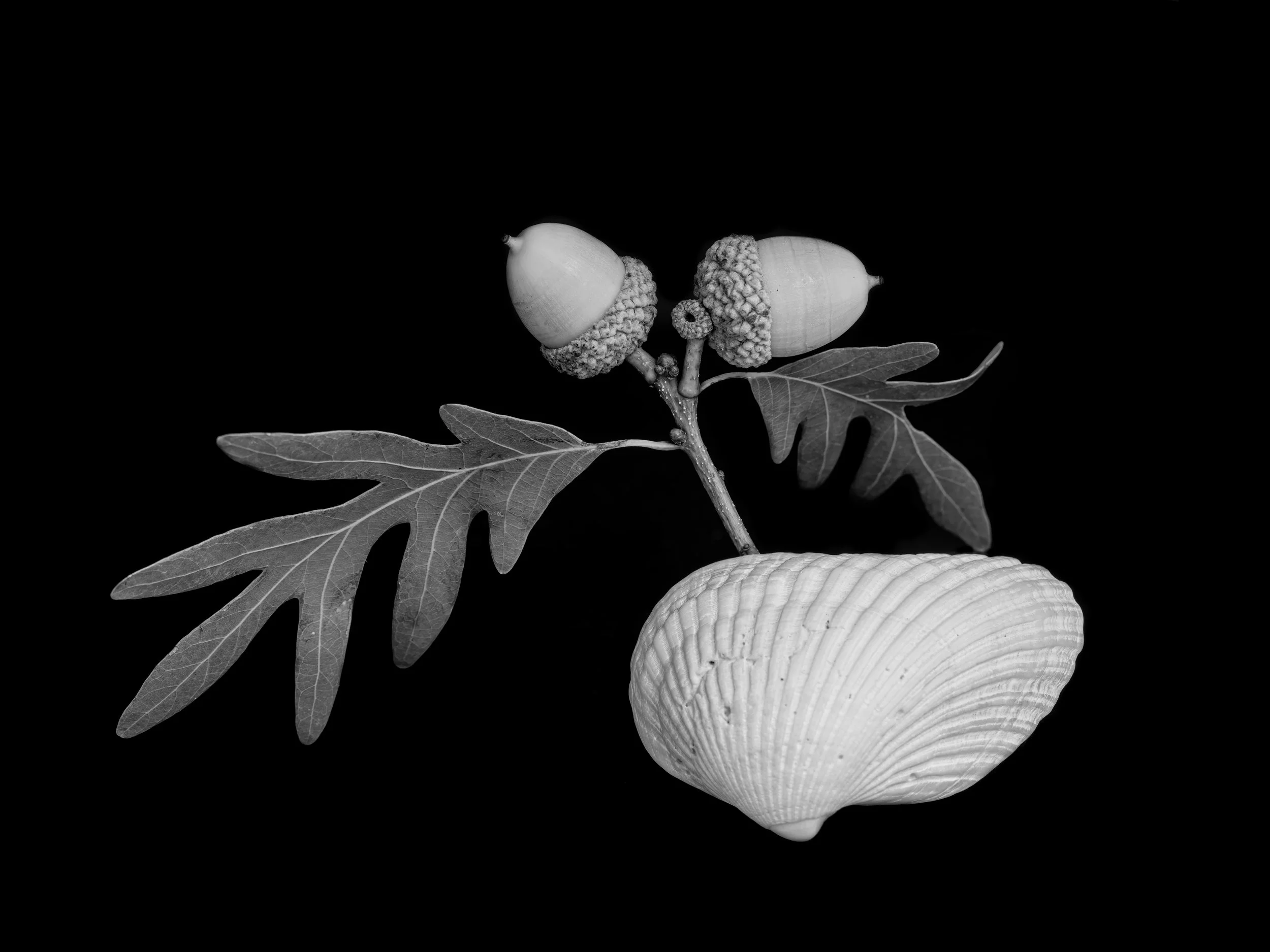 Acorns and seashell.