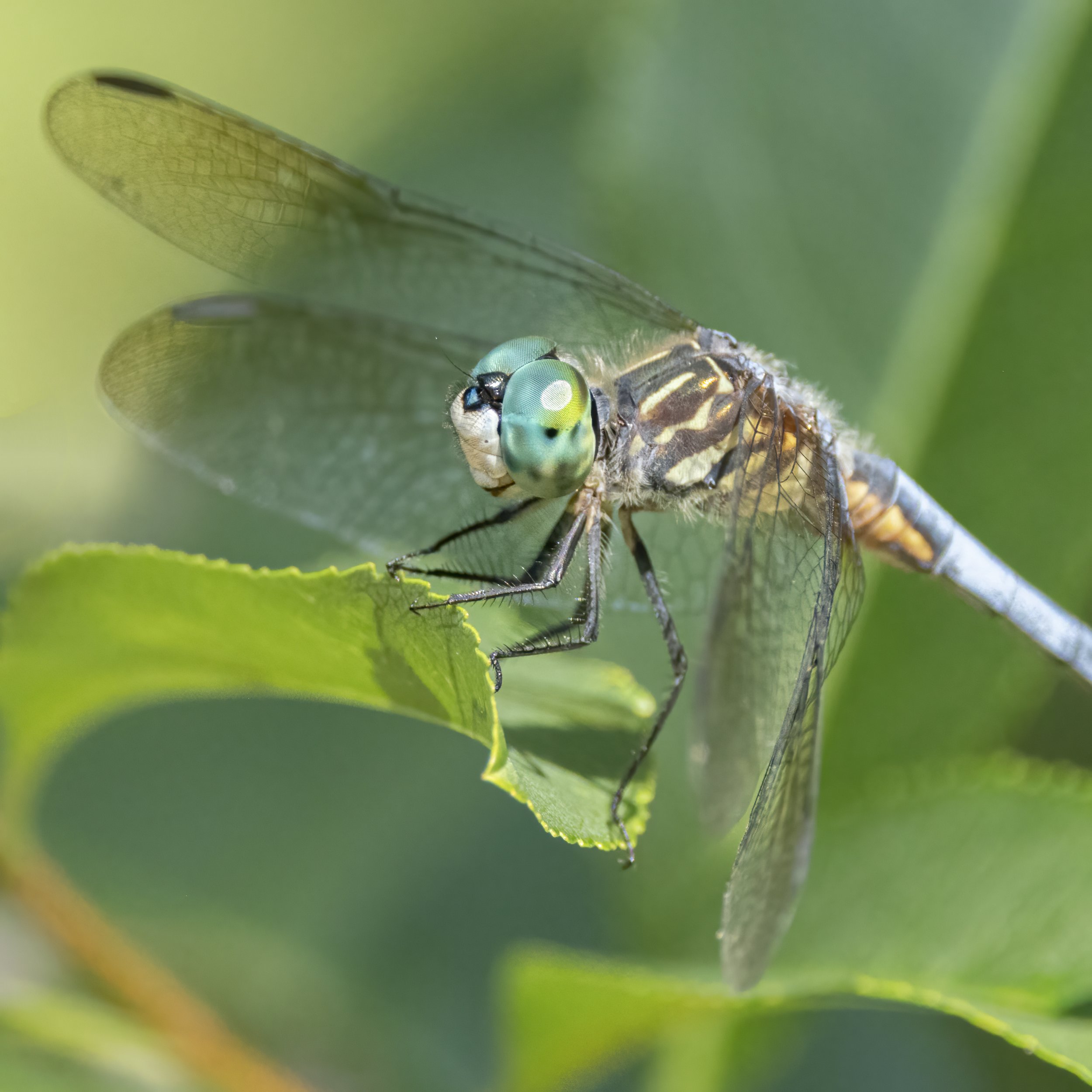 Blue dasher dragonfly closeup.