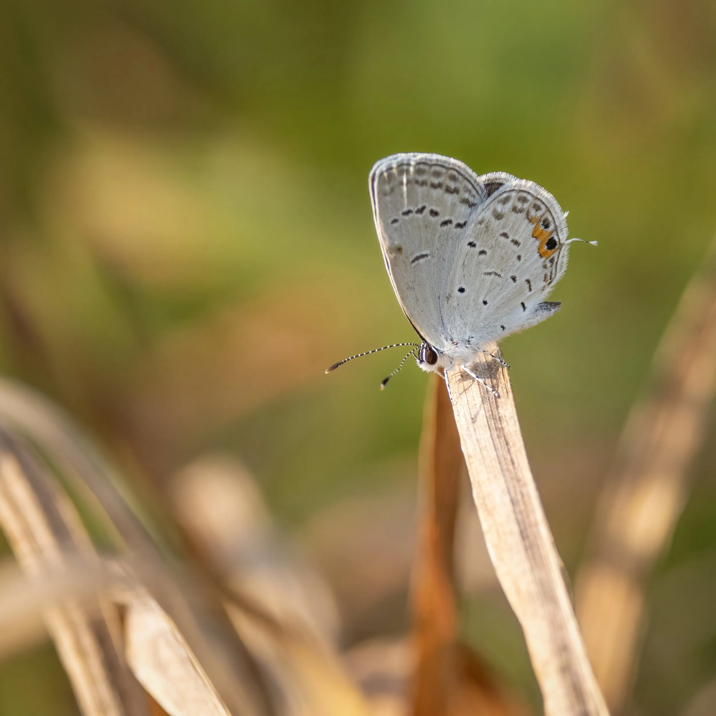 Eastern Tailed-Blue butterfly, Virginia. 