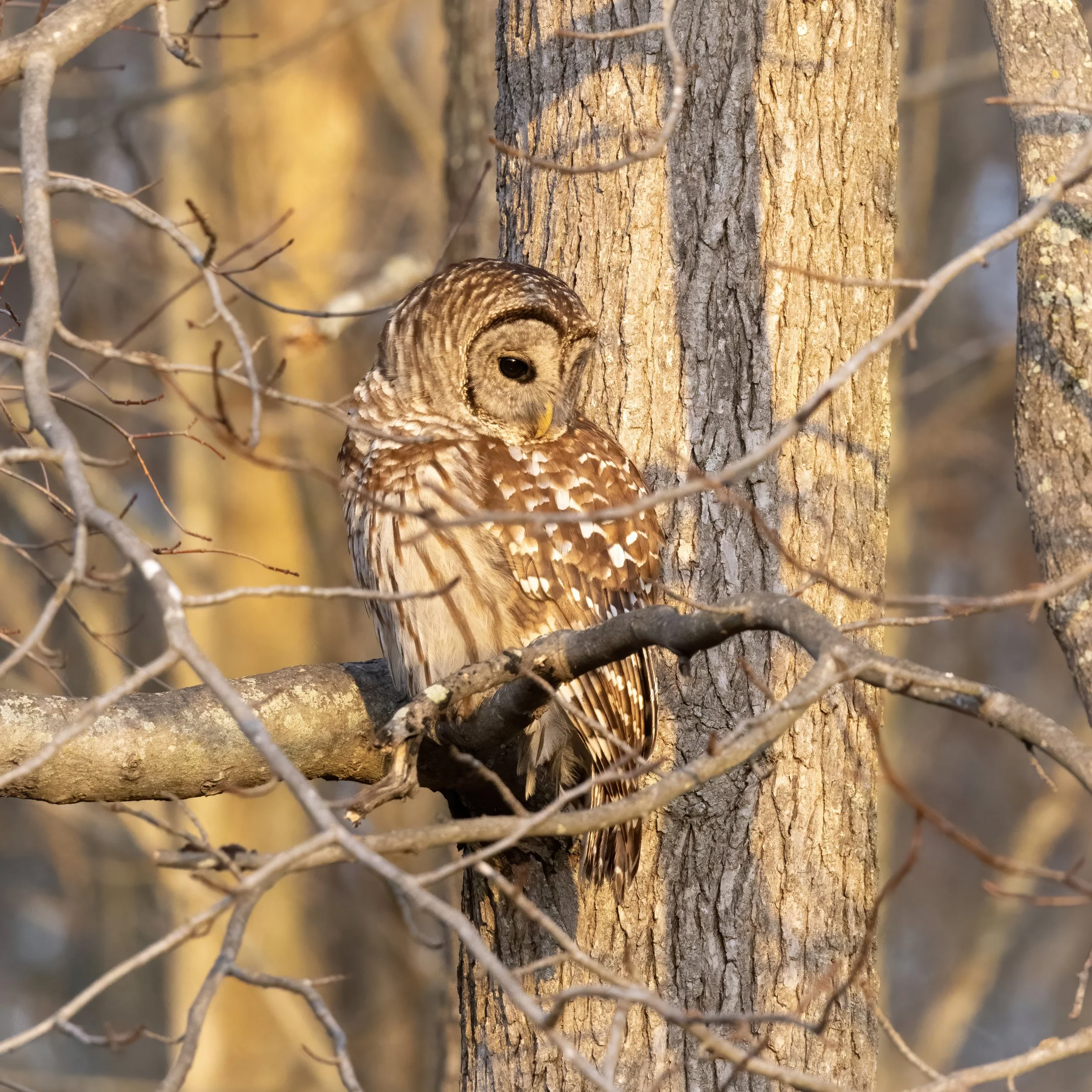 Barred owl at sunrise. 