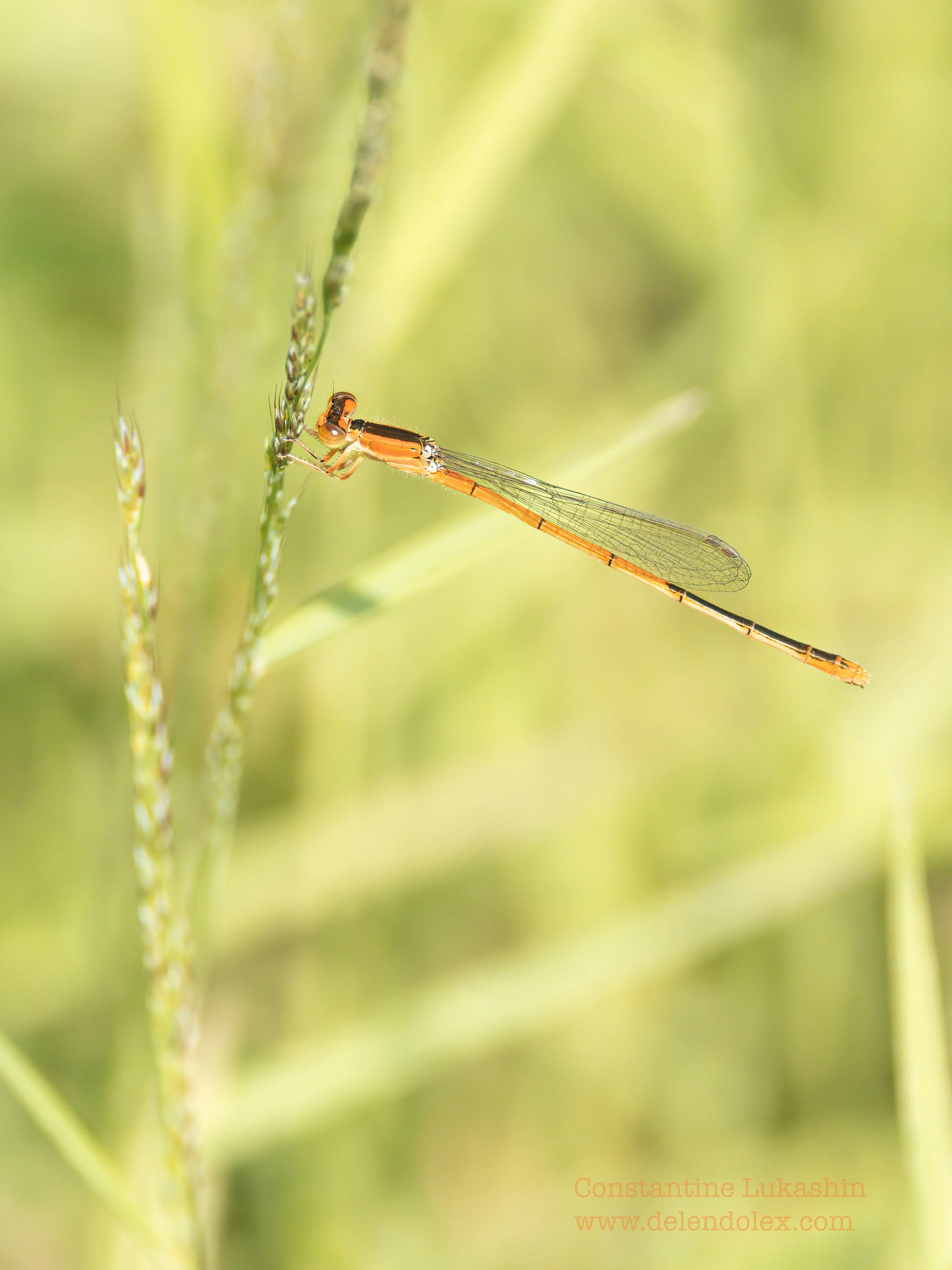 Tiny orange damselfly, Virginia.