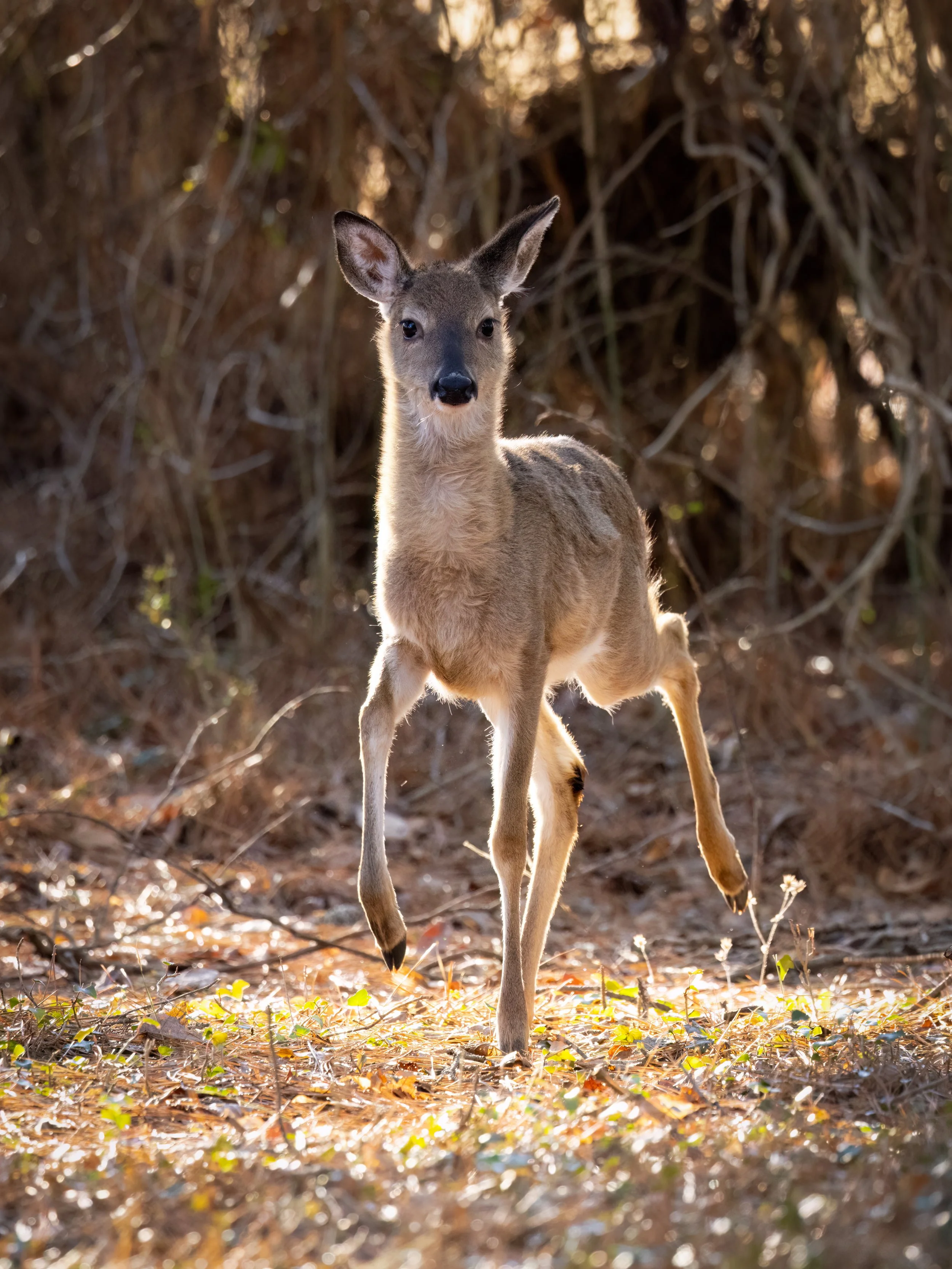 Deer fawn at sunrise. Mariners park, Virginia.