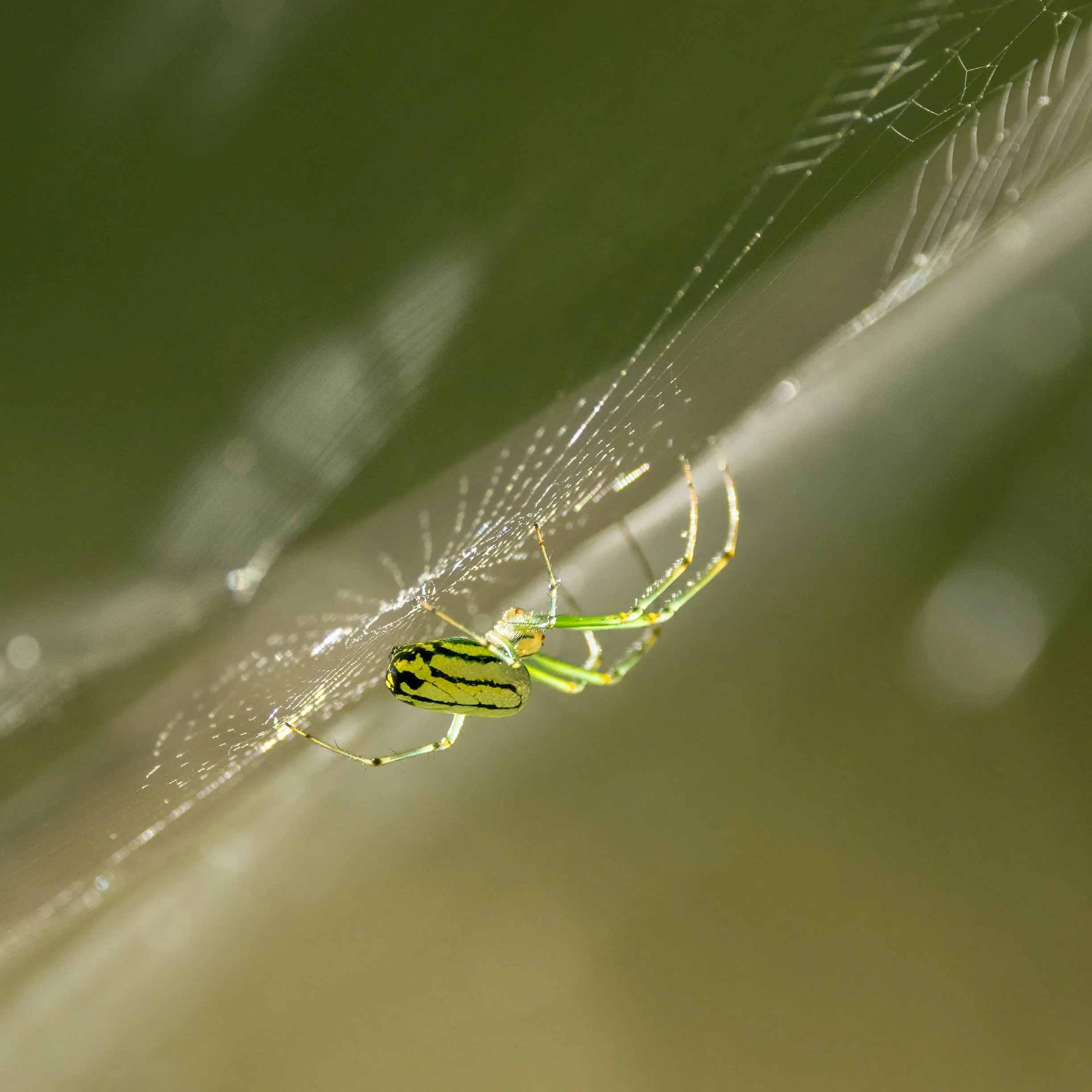 Orchard orb-weaver spider.