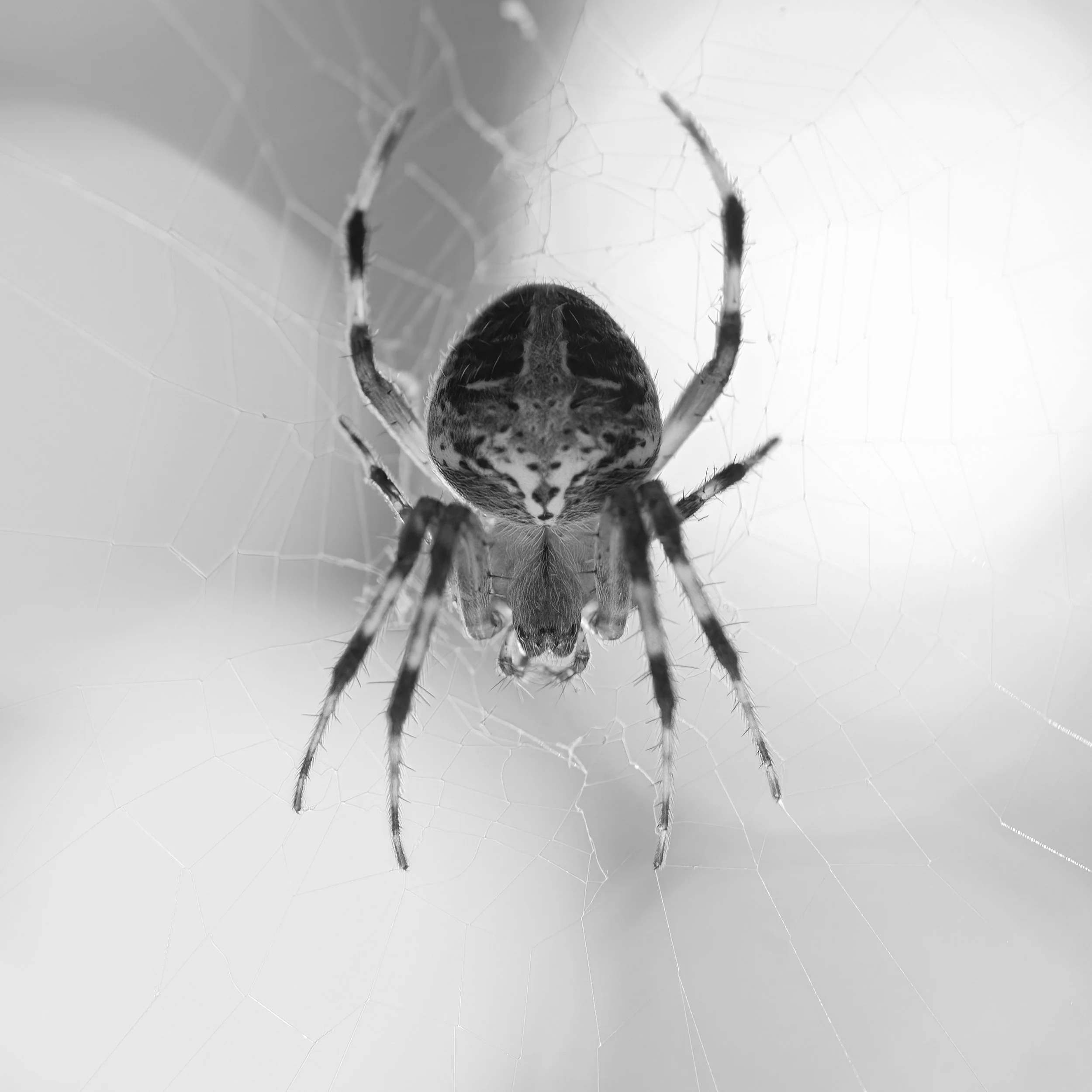 American house spider (closeup in black and white).