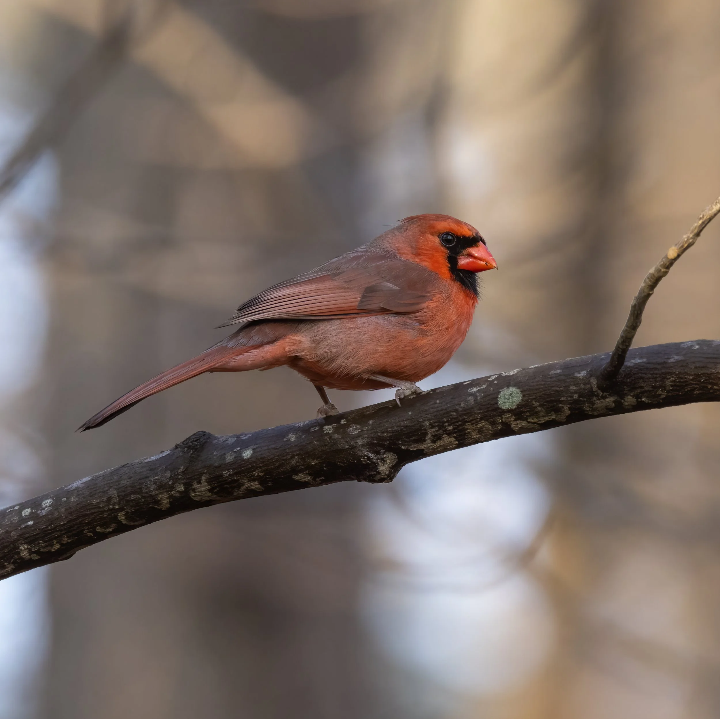Northern cardinal (male).
