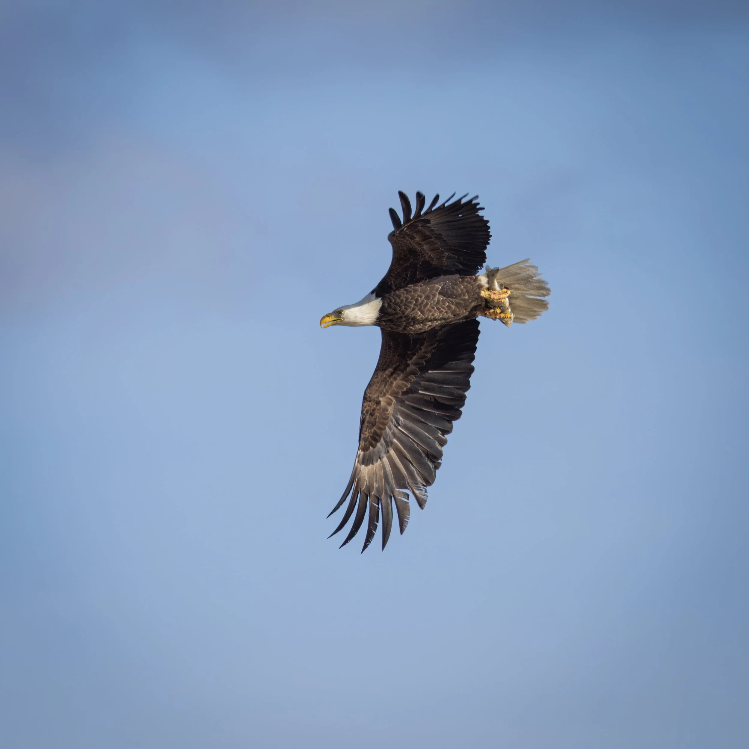 Bald eagle with fish. 