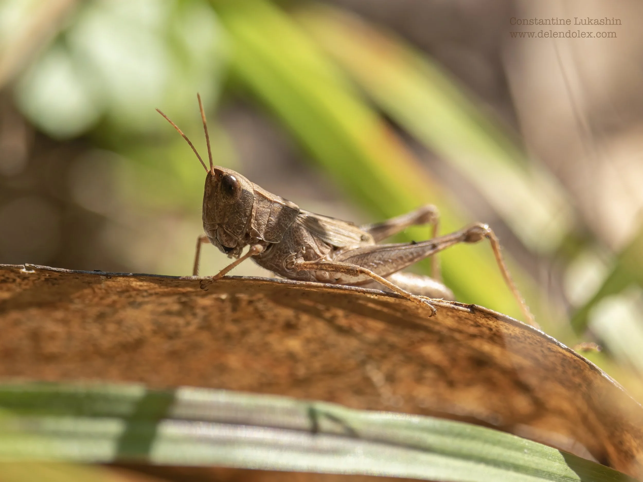 Common Field Grasshopper, Virginia.